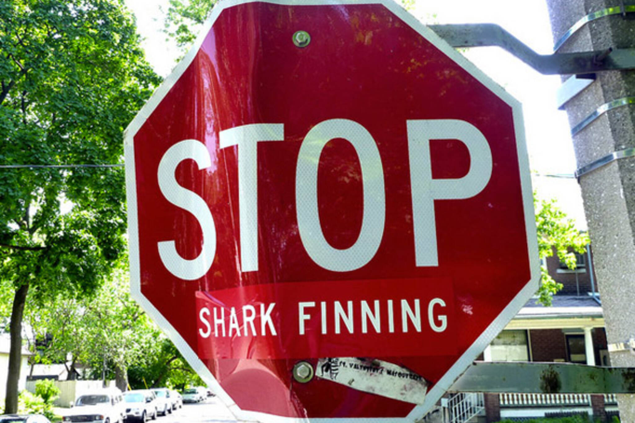 Toronto Shark Fin Ban