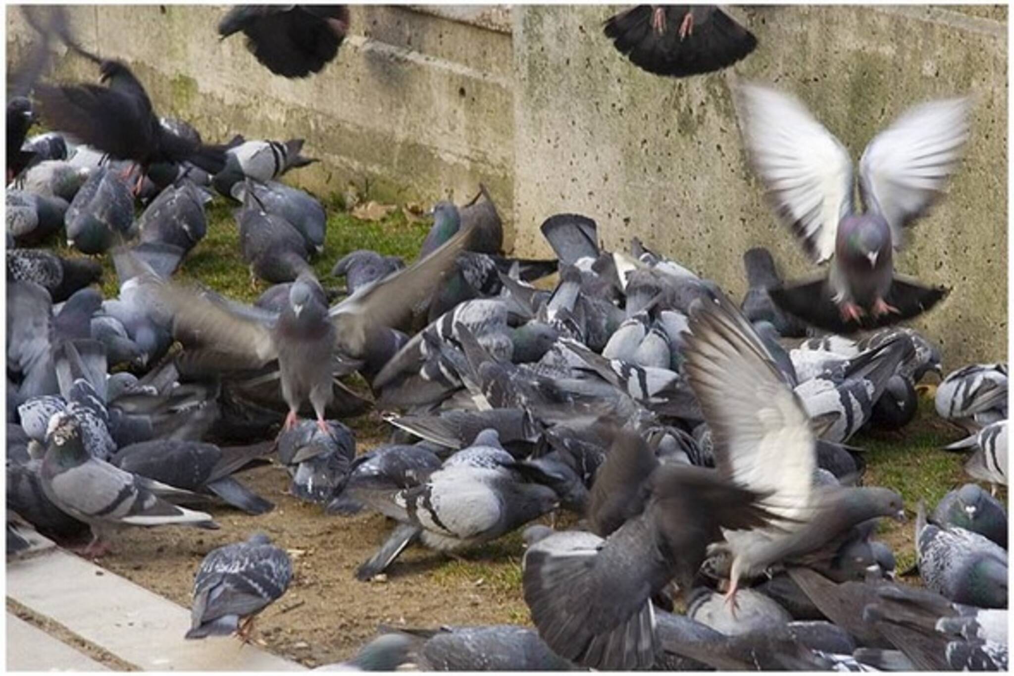pigeons590.jpg