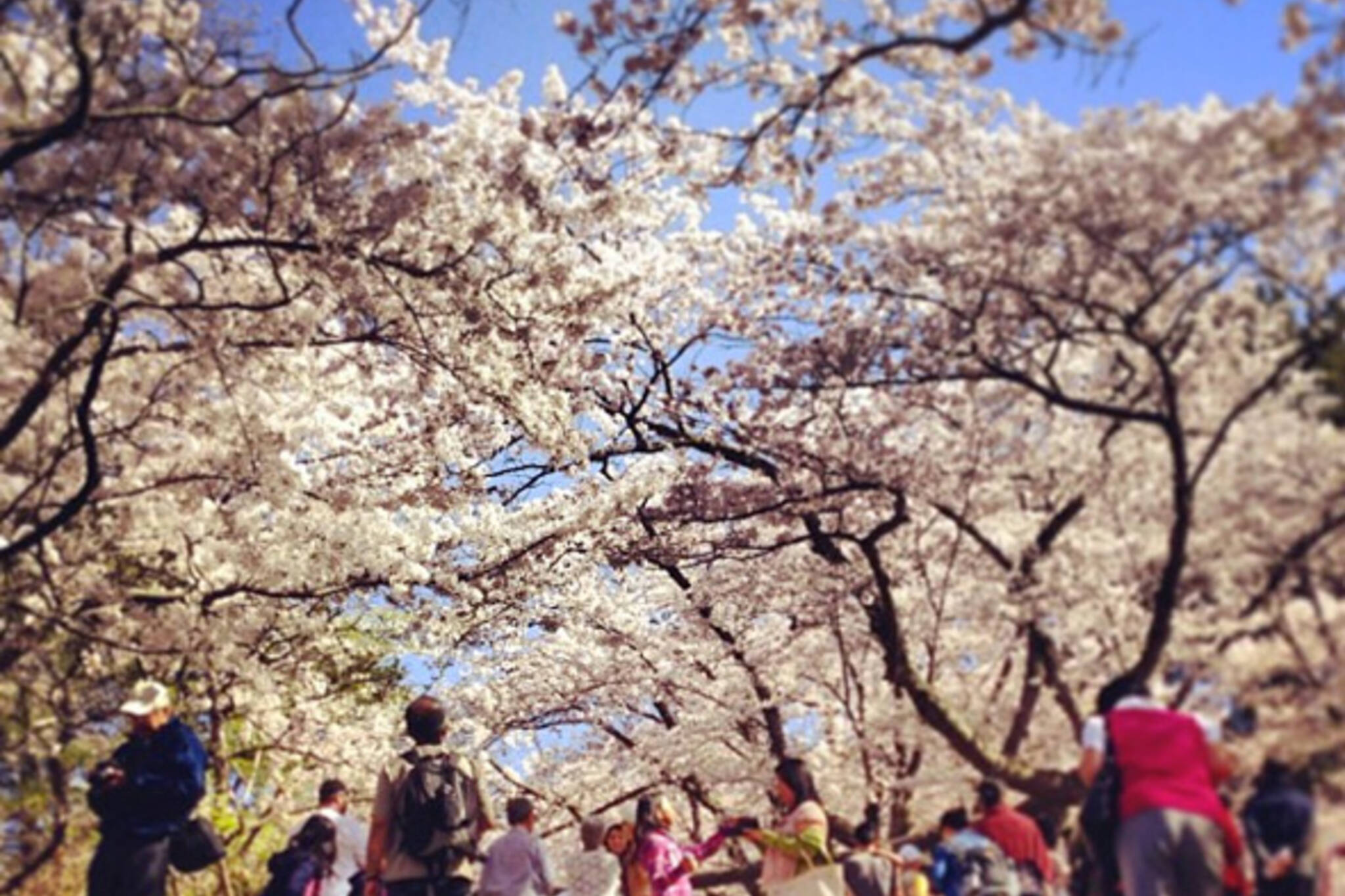 High Park Cherry Blossoms 2013