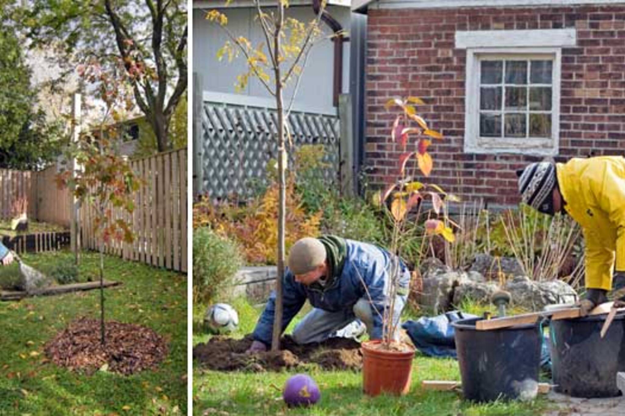 Backyard Trees Made Possible By LEAF