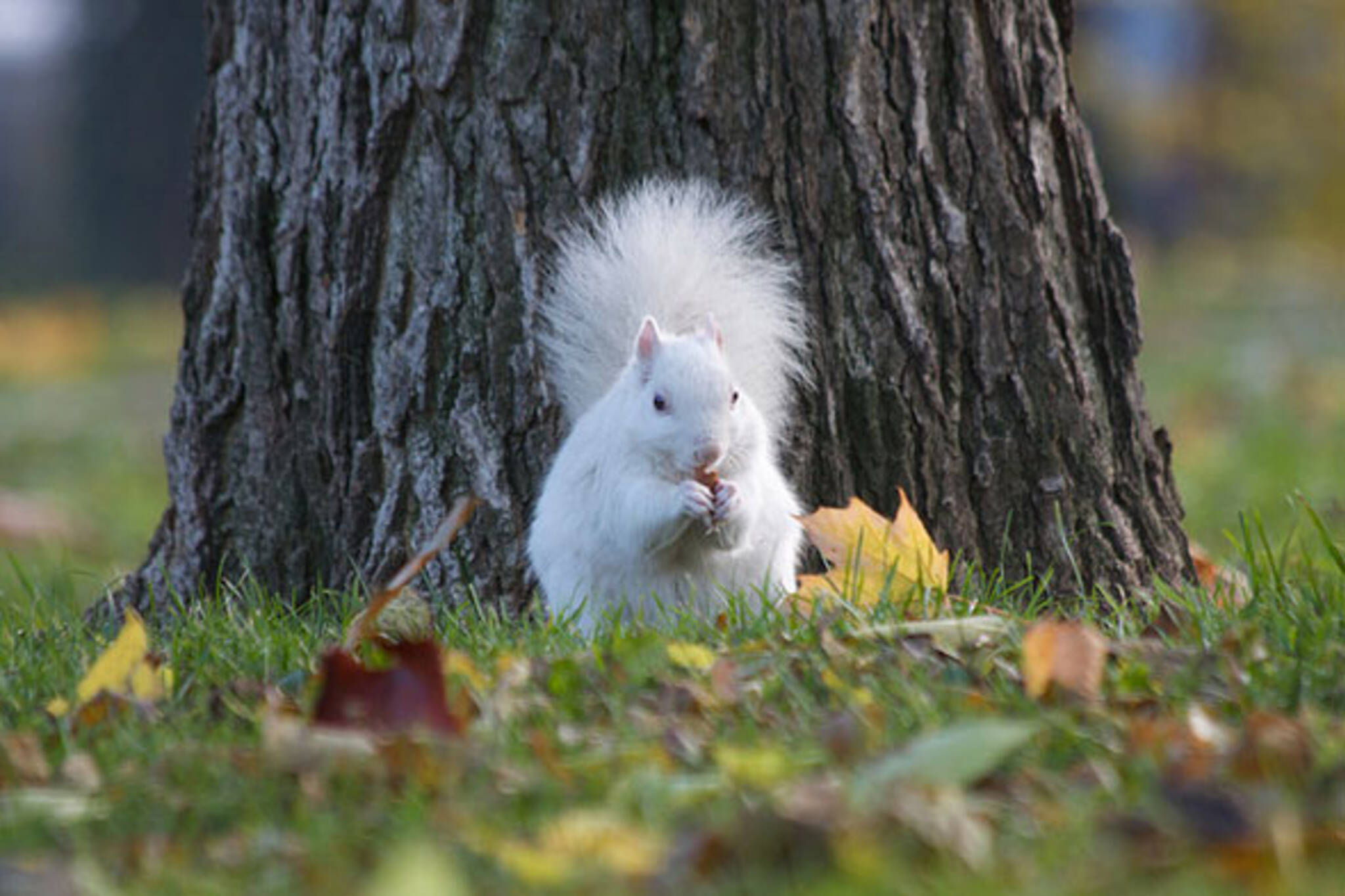 toronto white squirrels