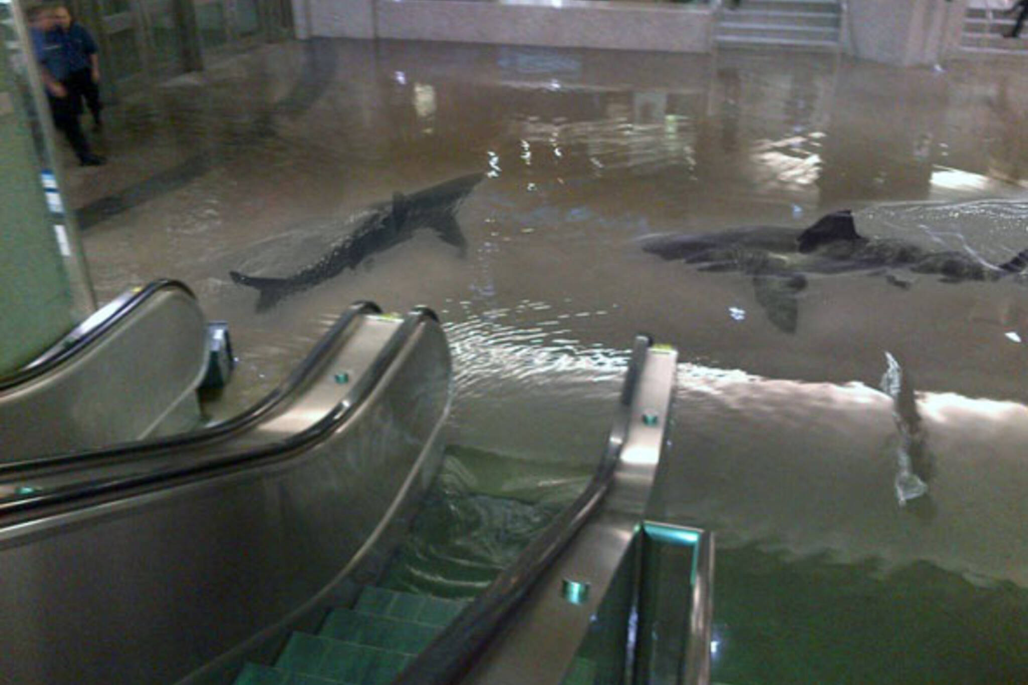 Union Station flood sharks meme