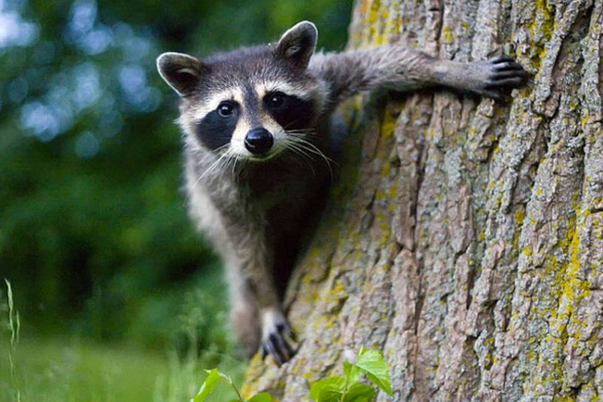 cute-crafty-and-toxic-meet-the-raccoons-of-toronto