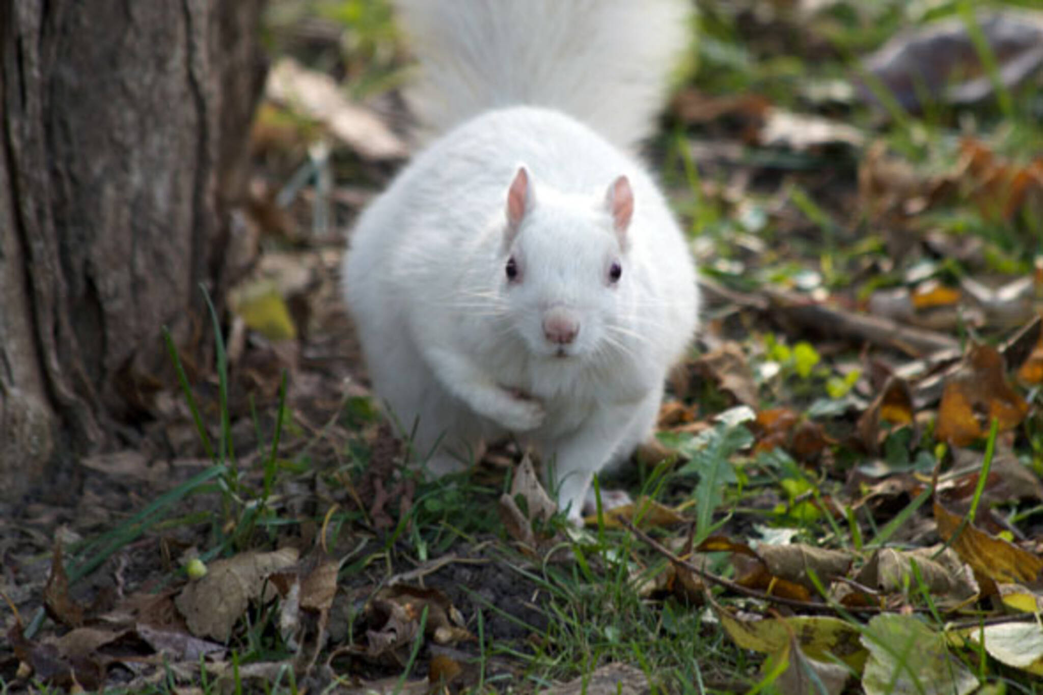 Trinity Bellwoods white squirrel
