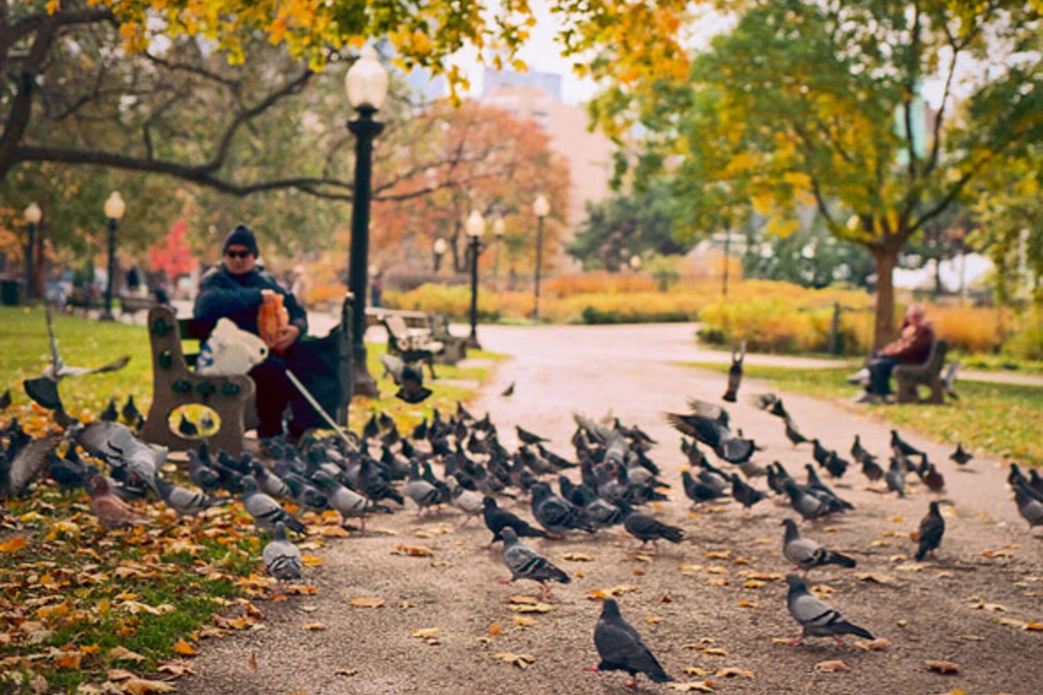 Toronto pigeons