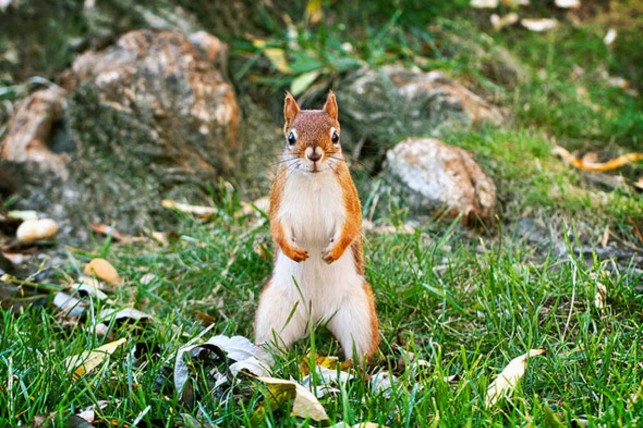 toronto red squirrel