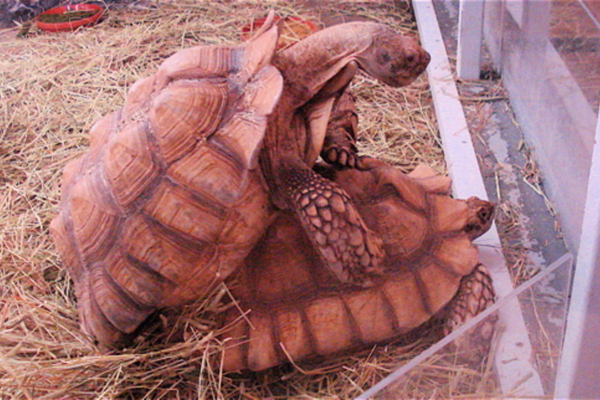  20080324-tortoises.jpg