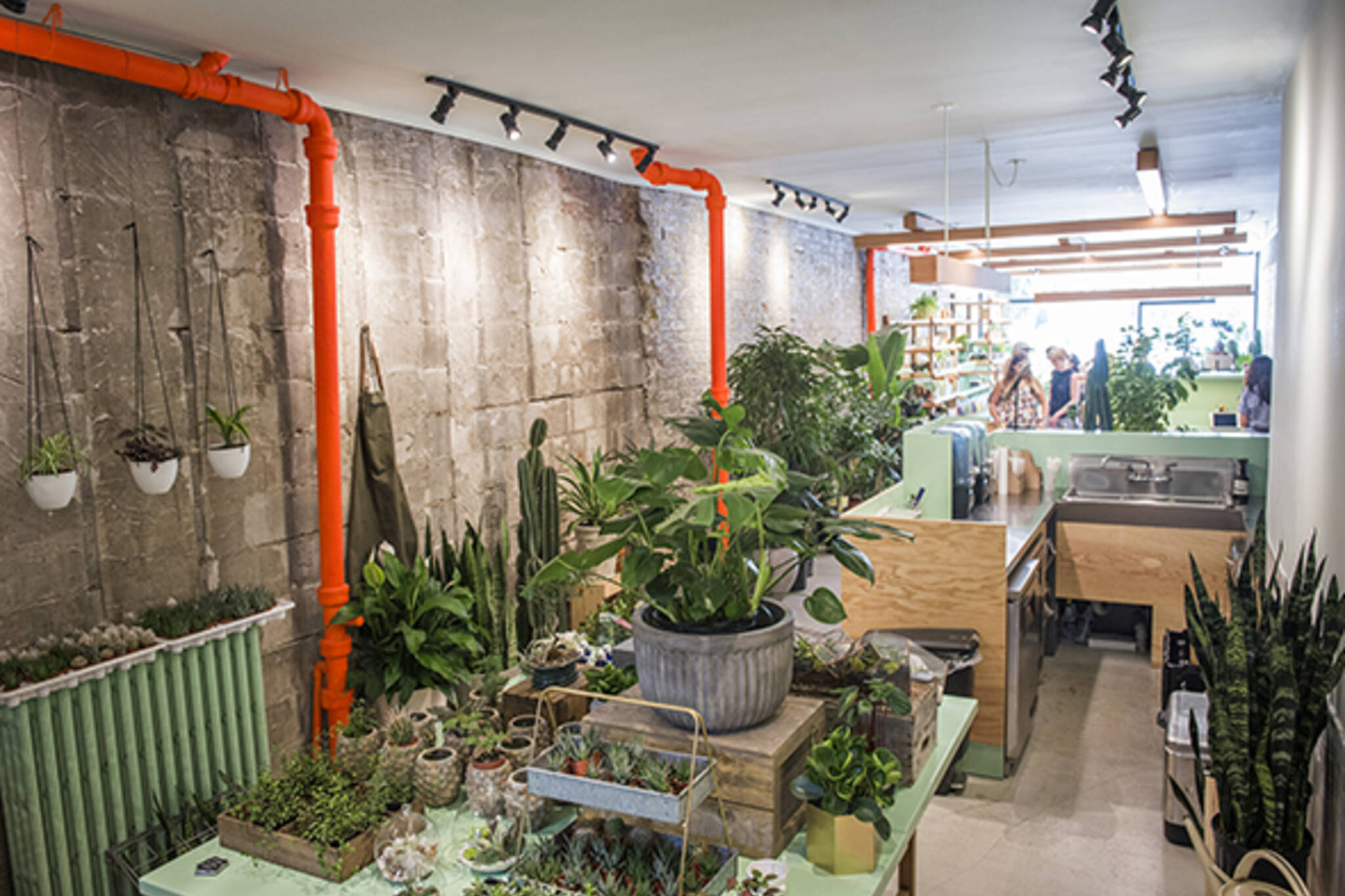 The top 10 stores for indoor  plants  in Toronto
