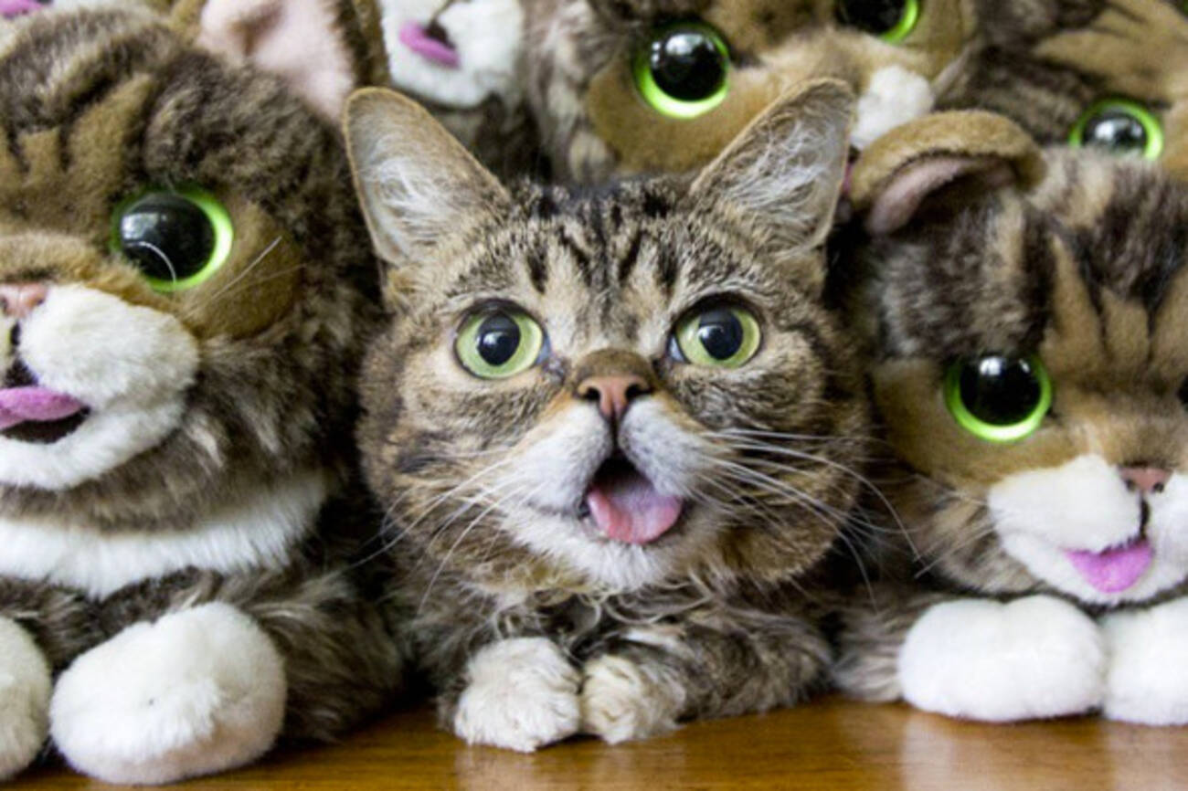 Toronto has a film festival all about viral cat videos