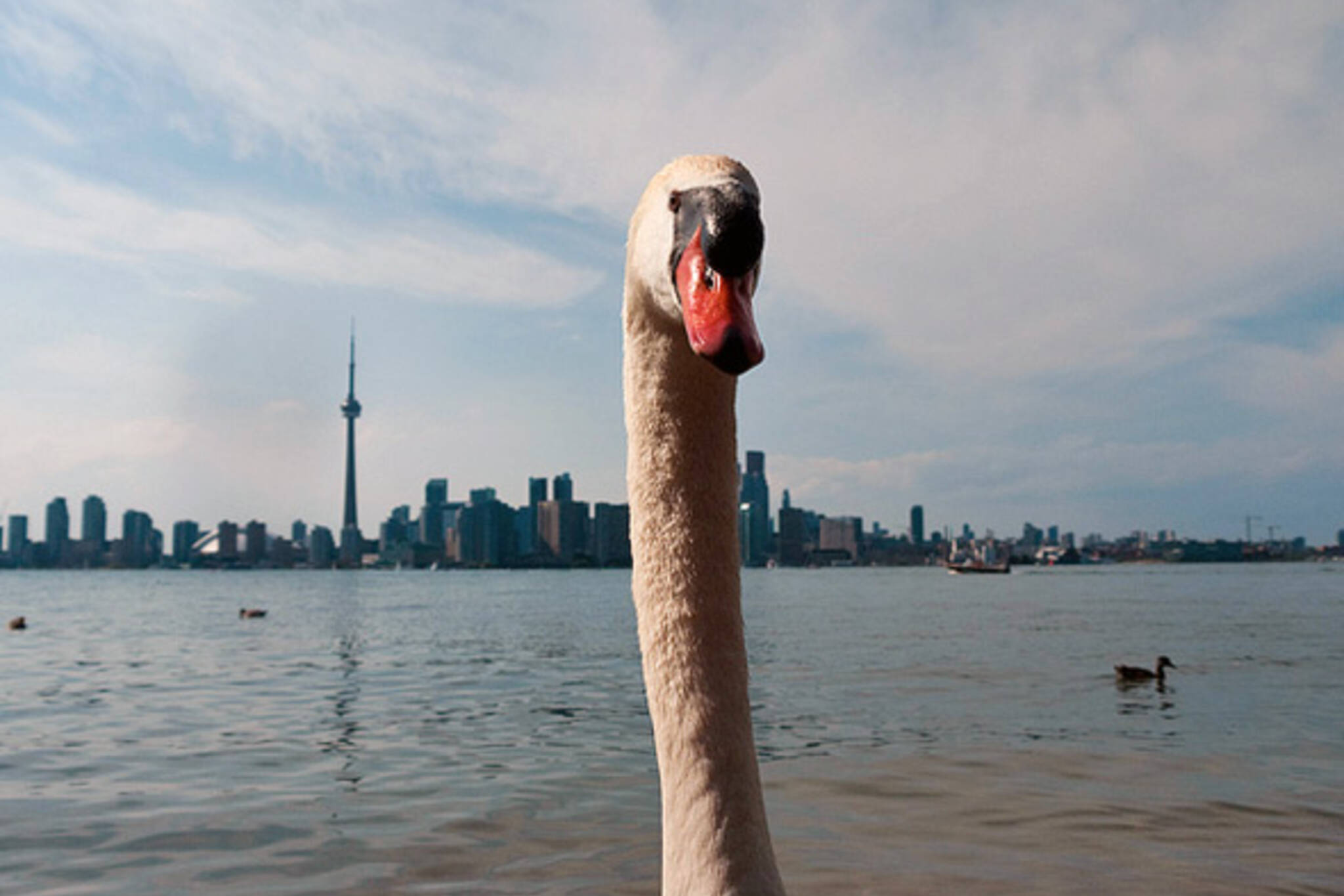 Swan Toronto