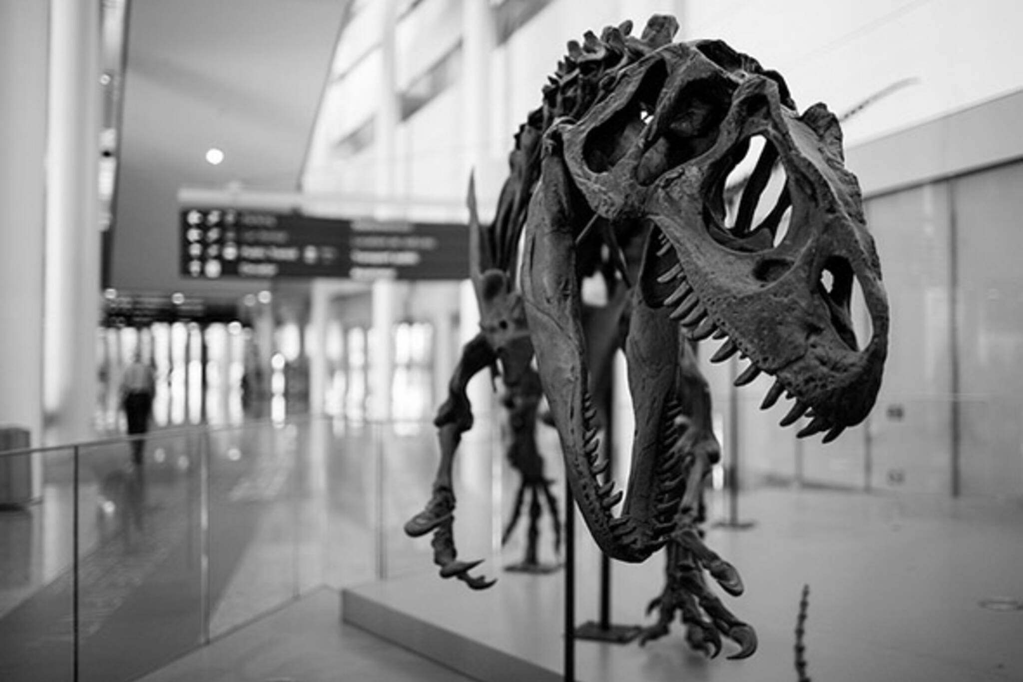 t-rex fossil