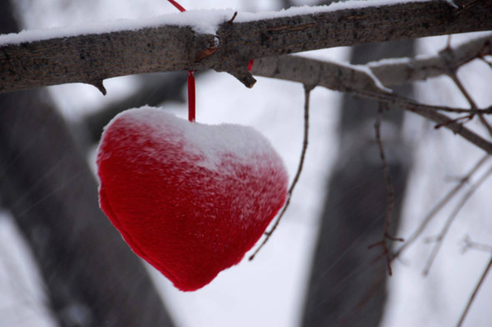 toronto winter hearts in tree