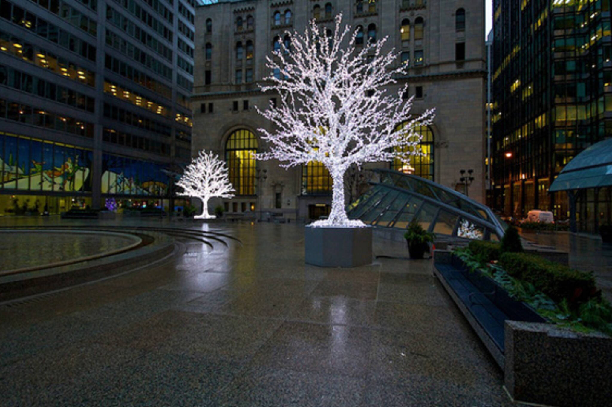 Christmas Tree Toronto