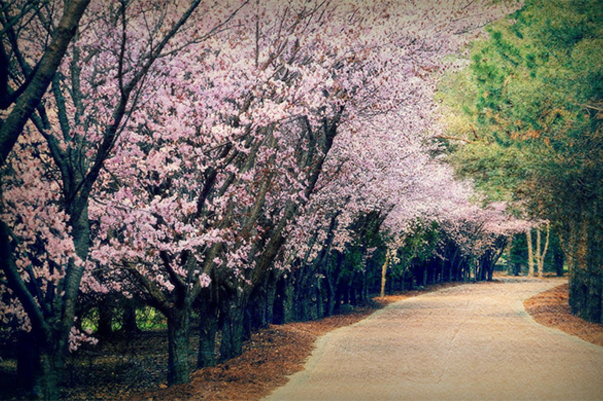 cherry blossoms toronto