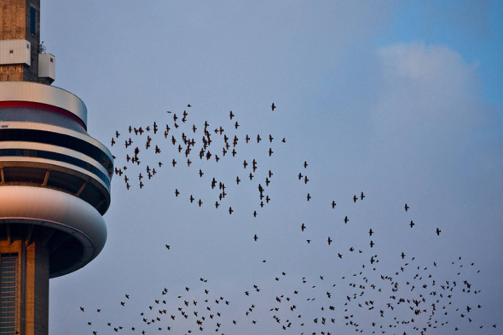 CN Tower Toronto Birds