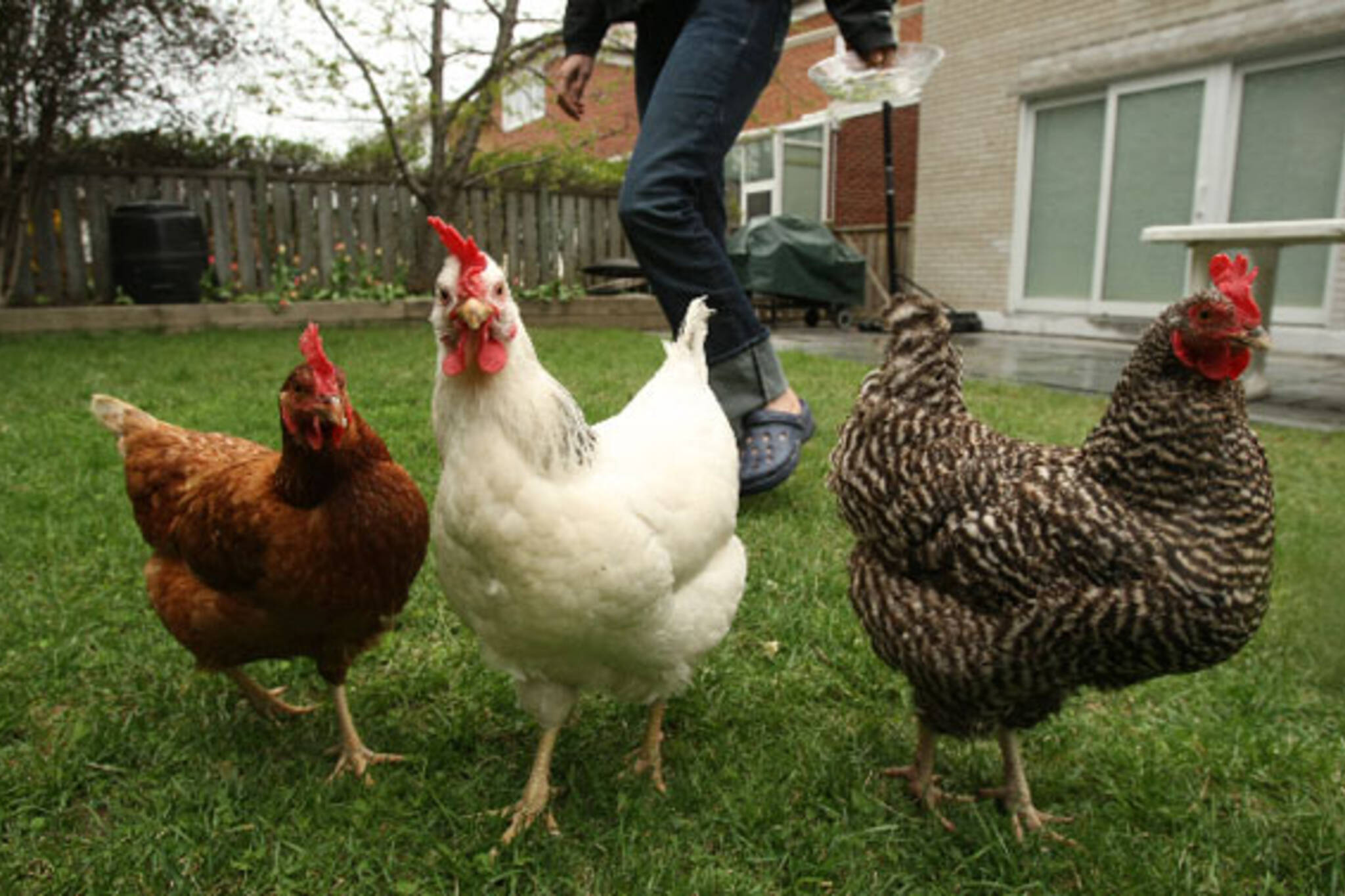 Petition For Backyard Chickens