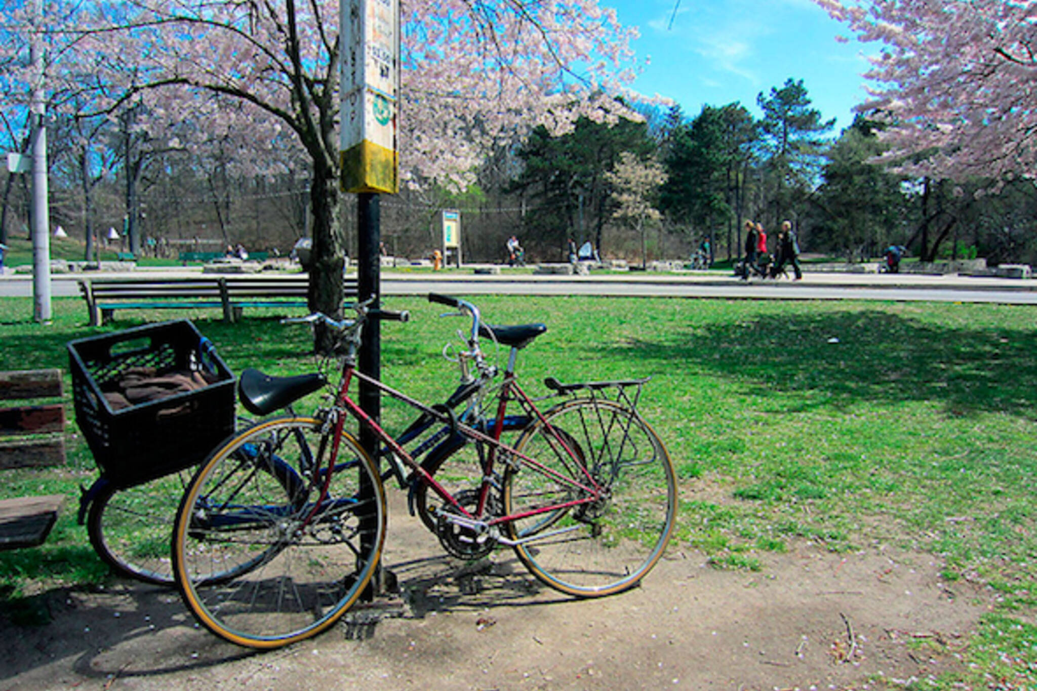 Morning Brew Bikes Sakura