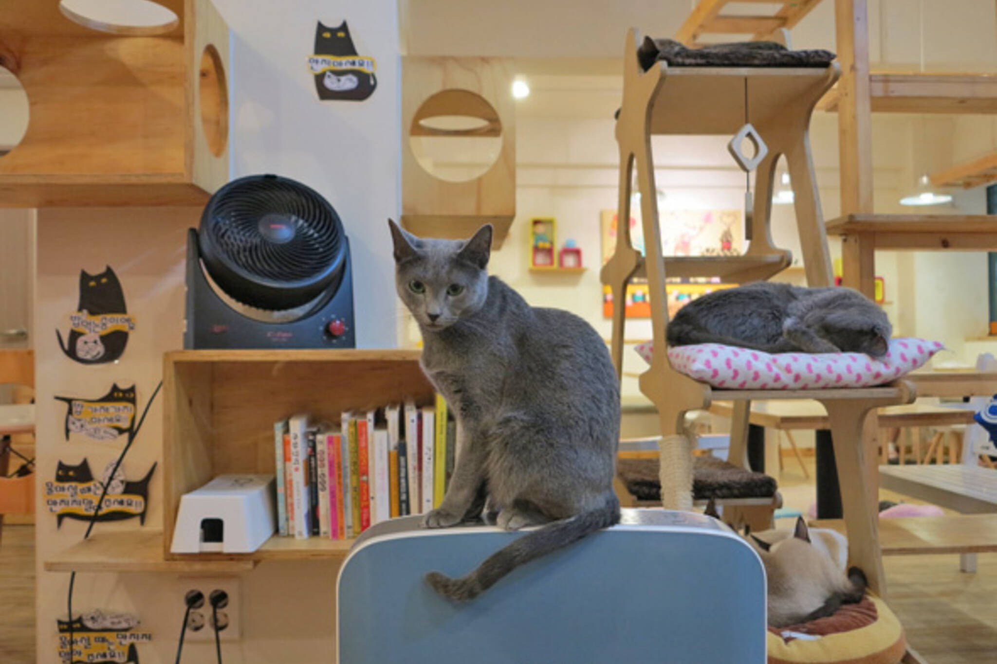Toronto to get its first cat cafe