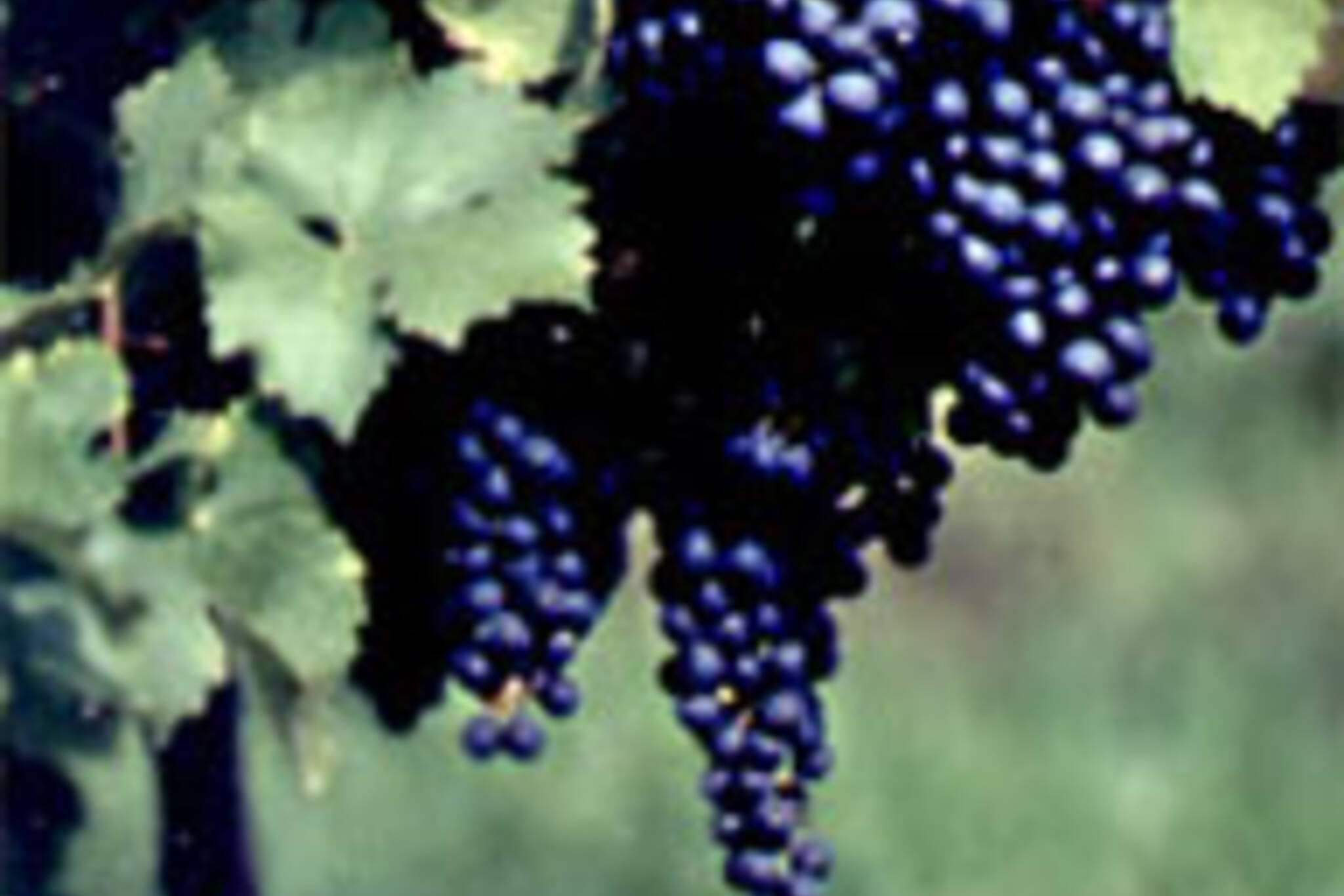 Cabernet Franc Grapes at the Henry of Pelham vineyard (from www.henryofpelham.com)