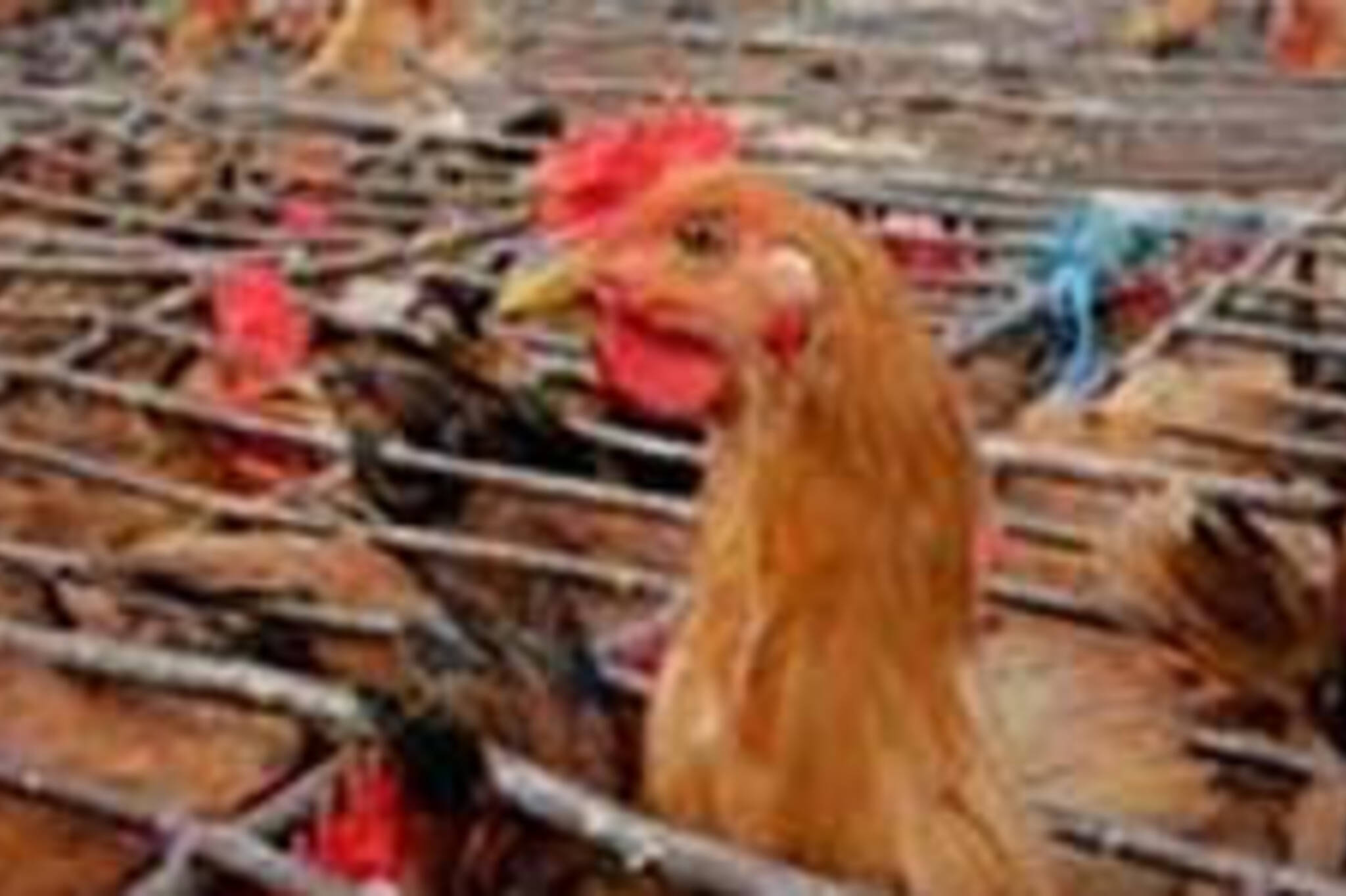 OPP Warns of Bird Flu