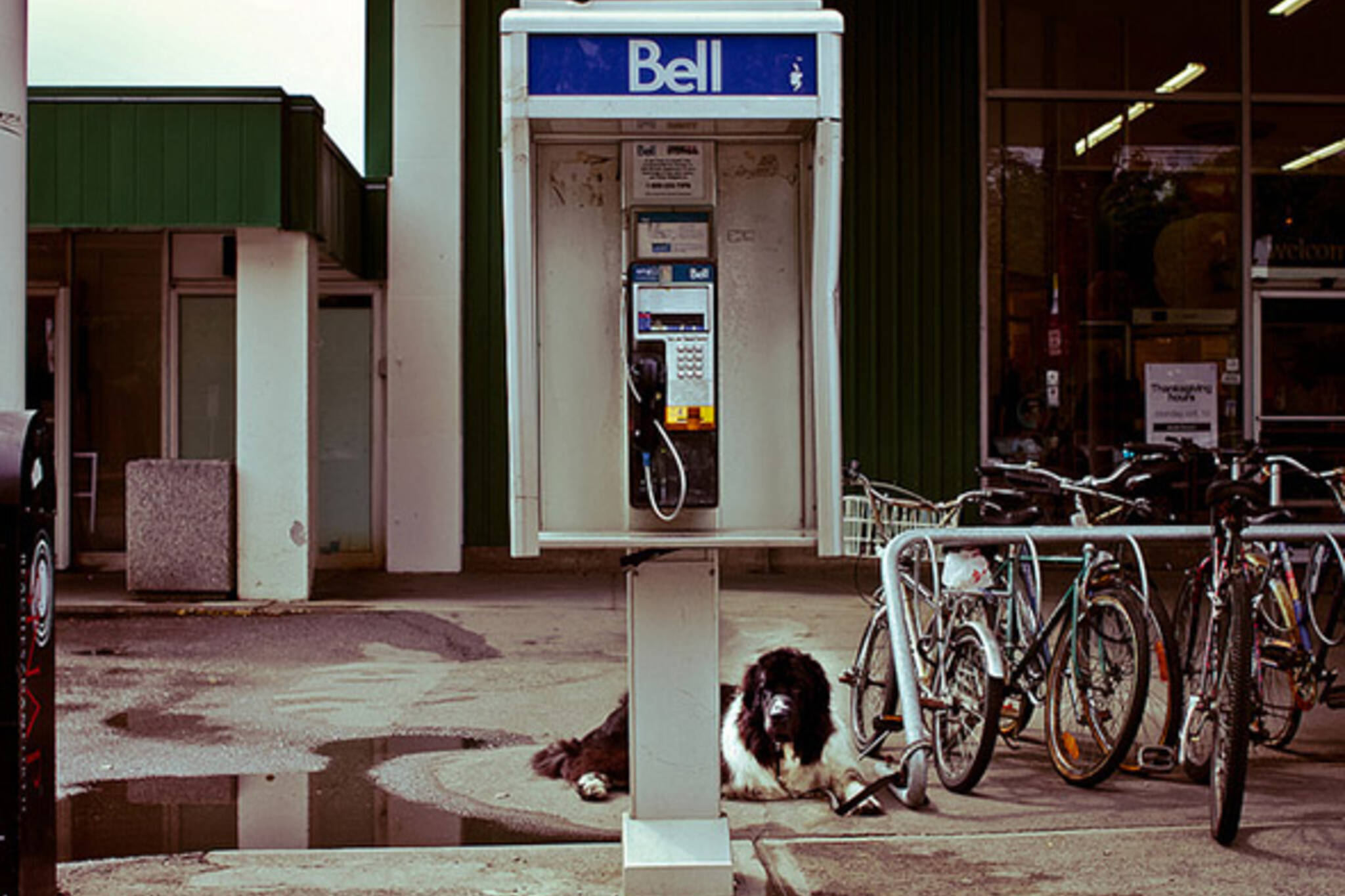 dog, phone, booth