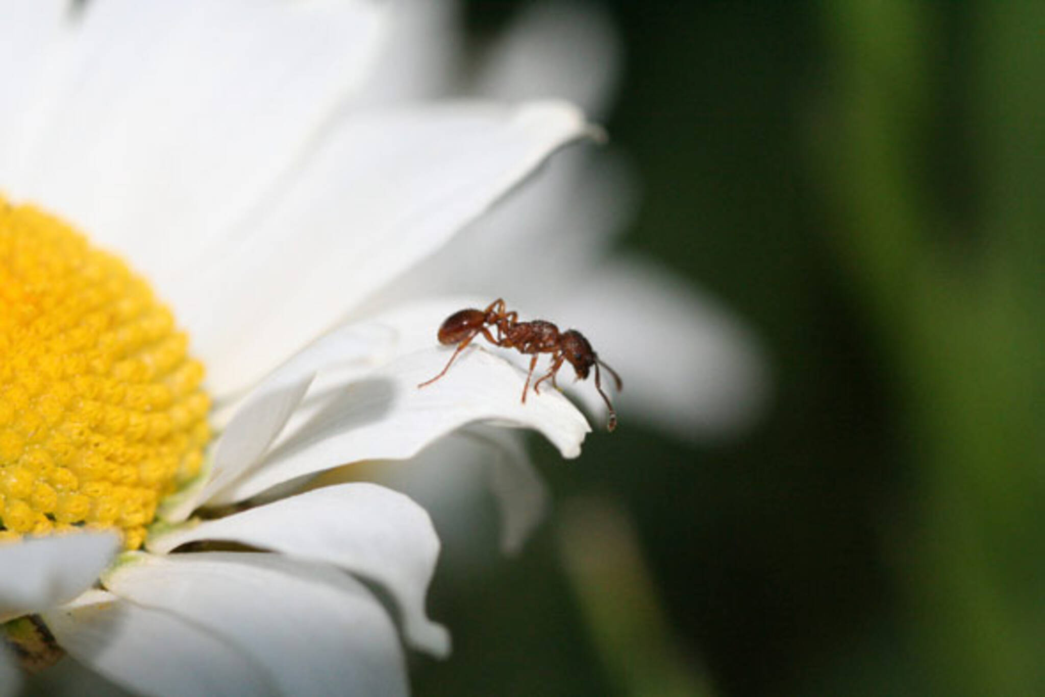 ant flower