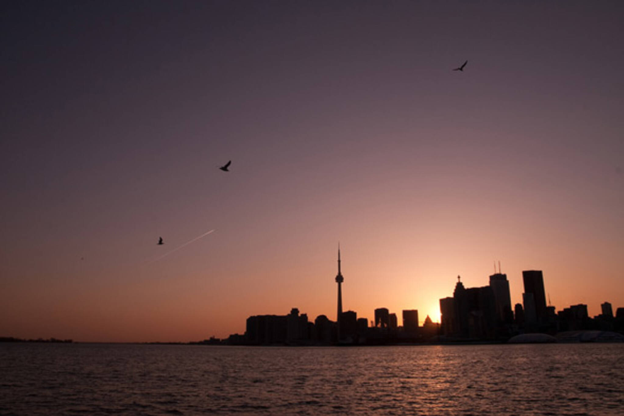 Toronto Skyline Sunset Birds