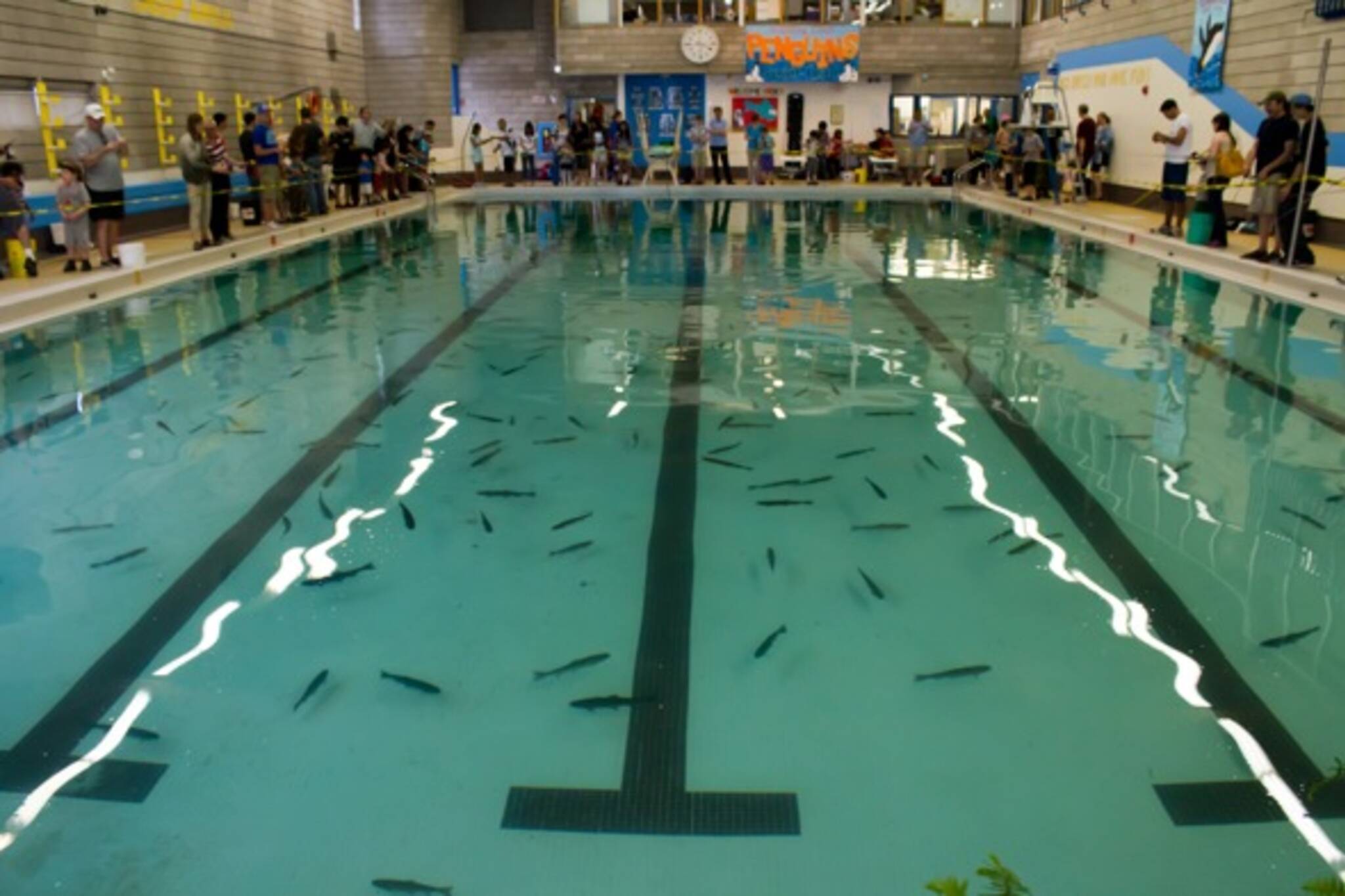 Indoor fishing in Toronto (in a swimming pool)