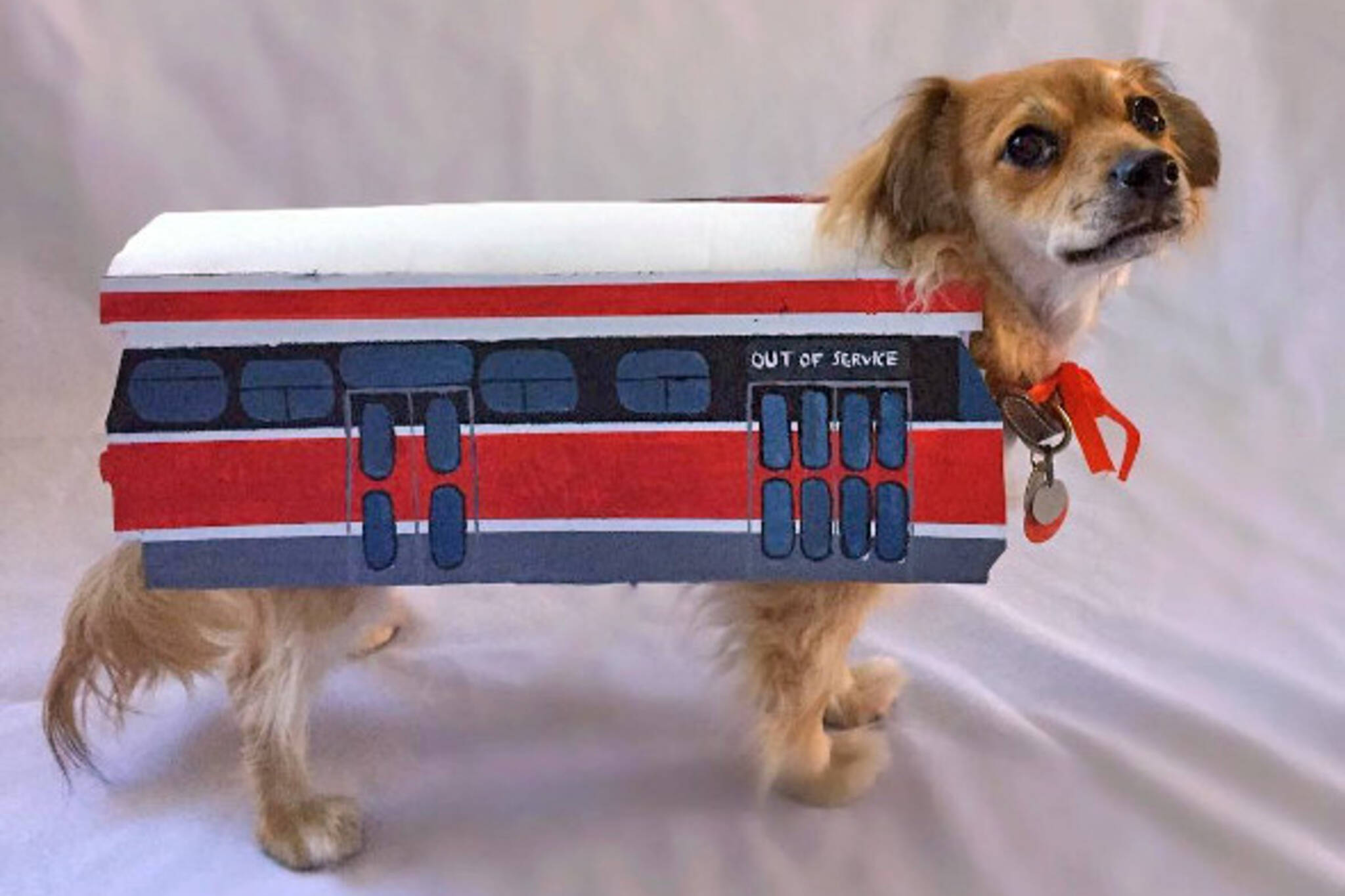 ttc streetcar dog