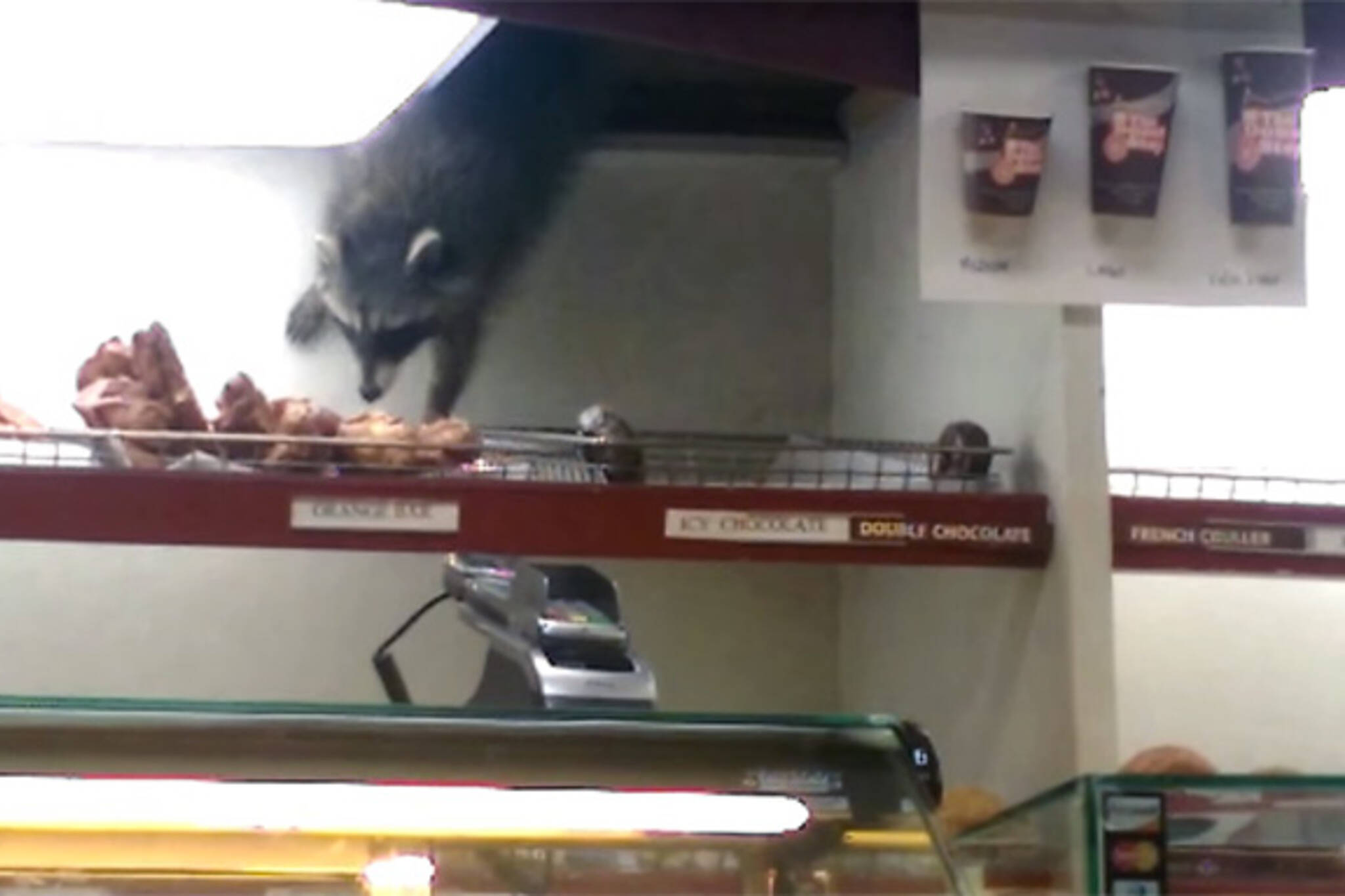 raccoon donut thief toronto