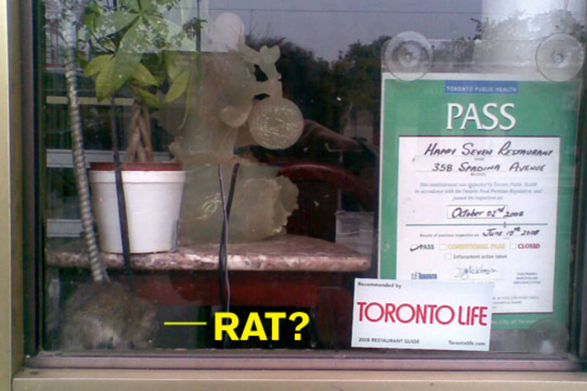Rat Happy Seven