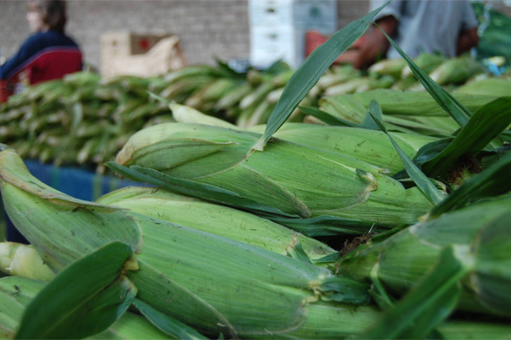 ontario corn season recipes
