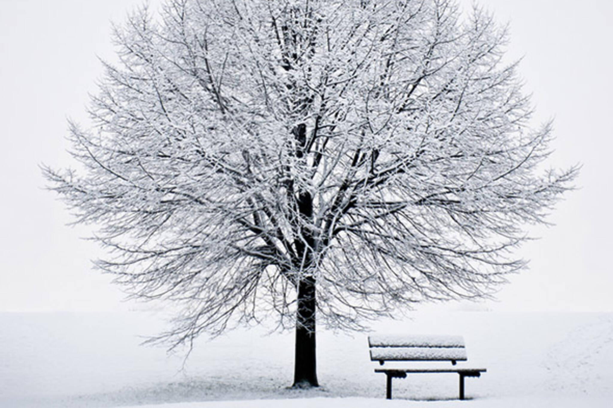 tree, bench, snow