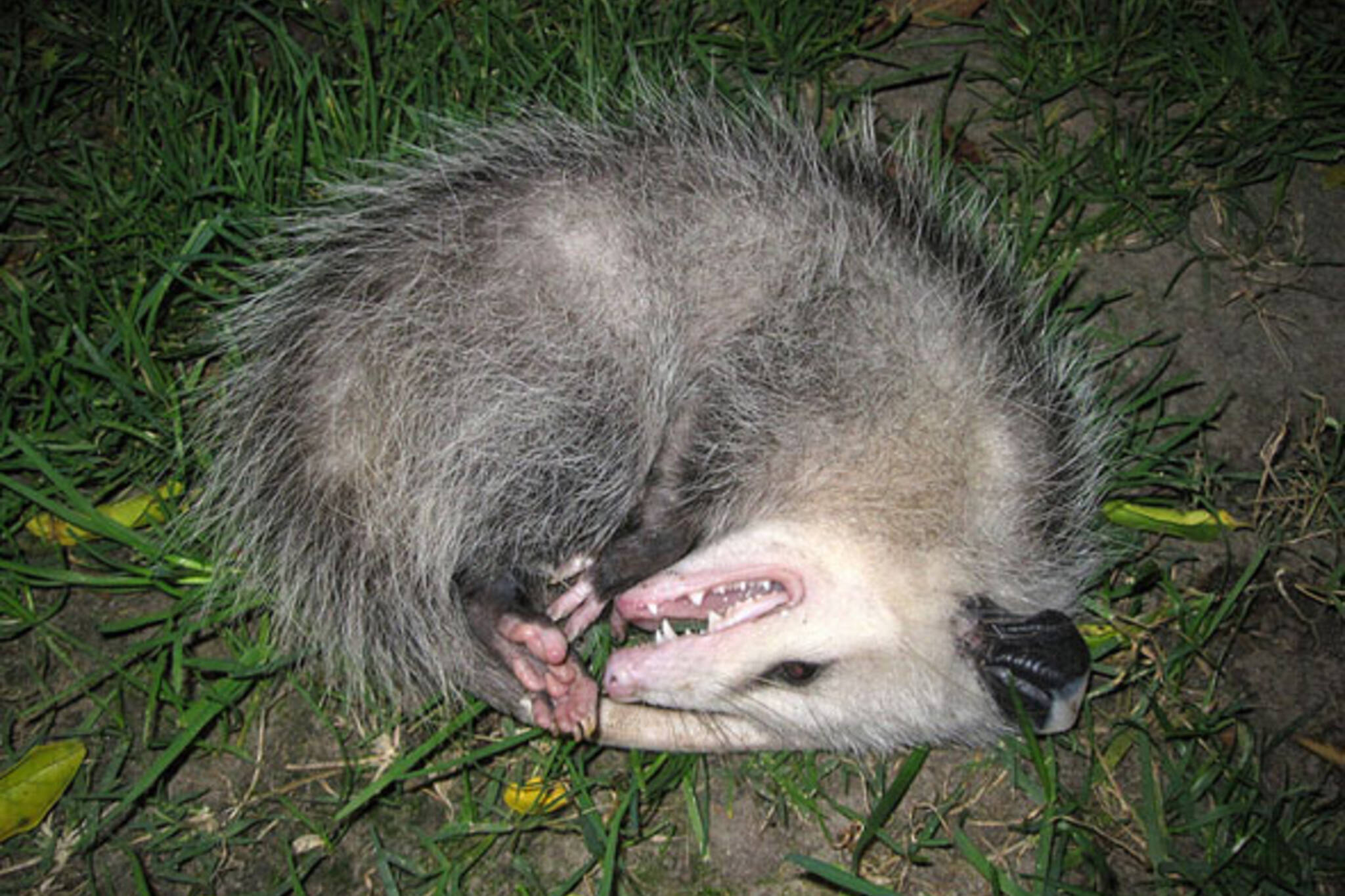 toronto opossum
