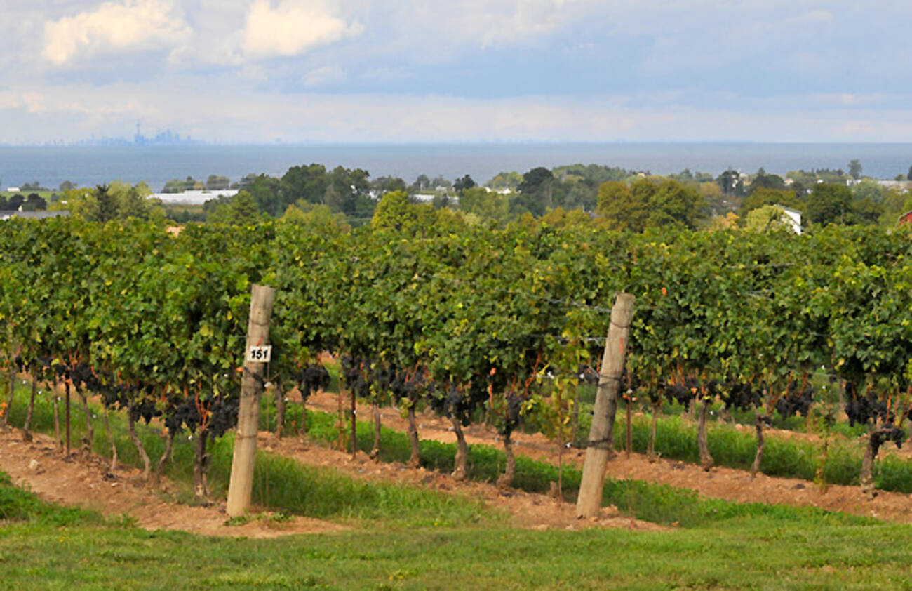 ontario beamsville wineries vineyard bench visit
