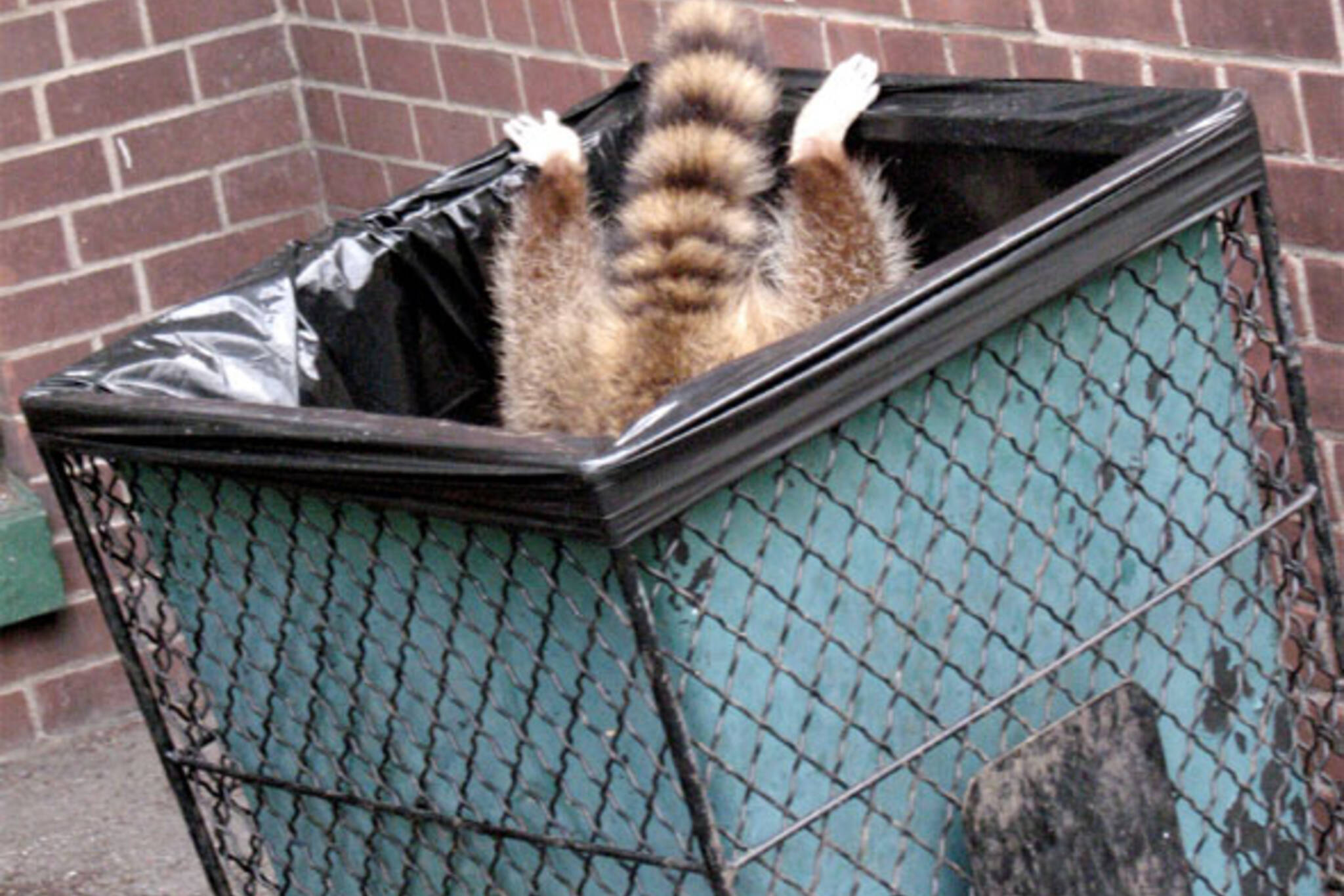raccoon in garbage can