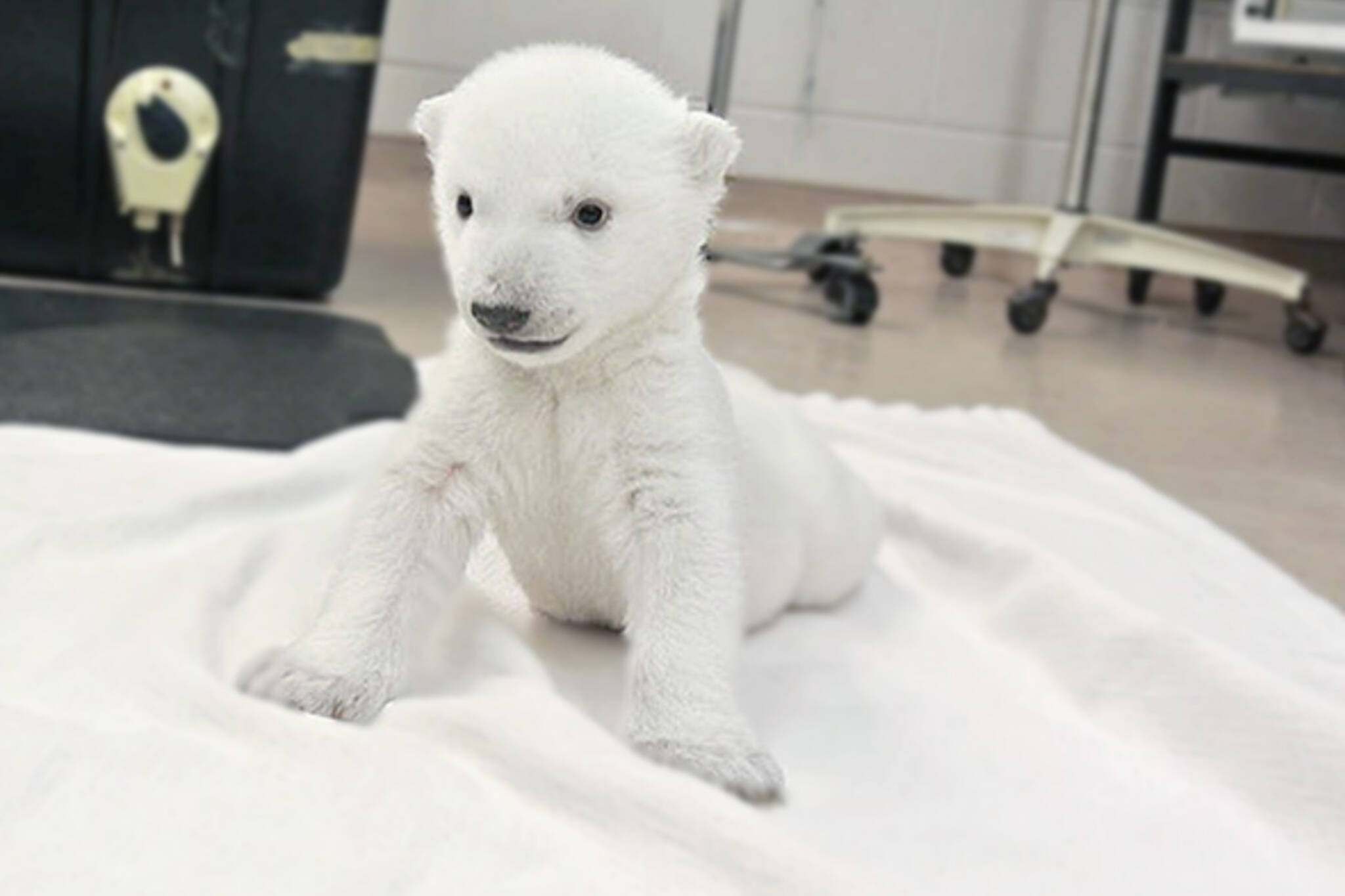 Polar bear cub at the Toronto zoo