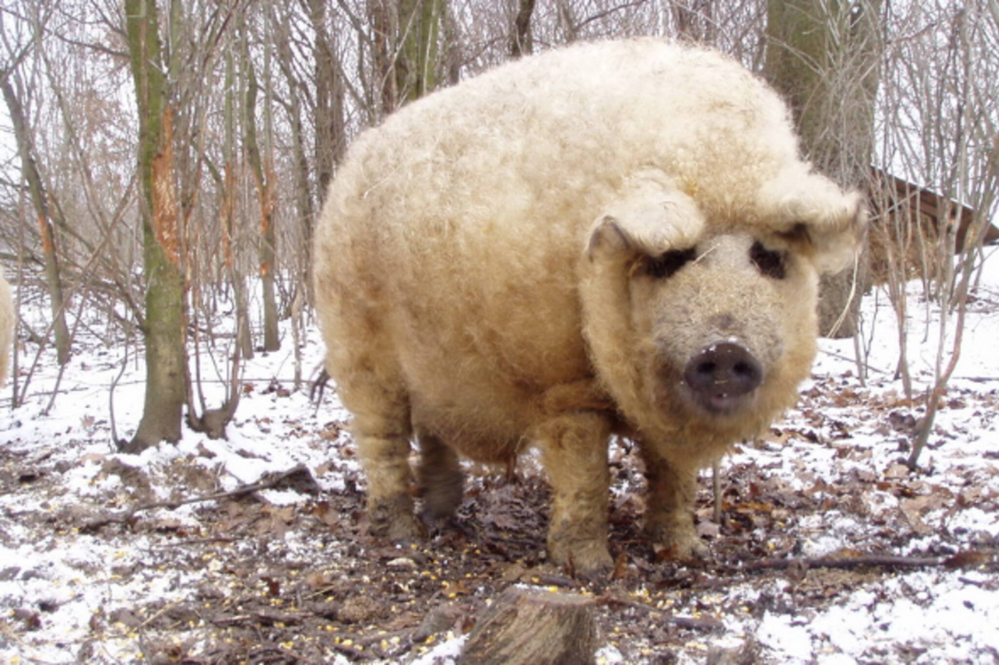 fluffy pig toronto