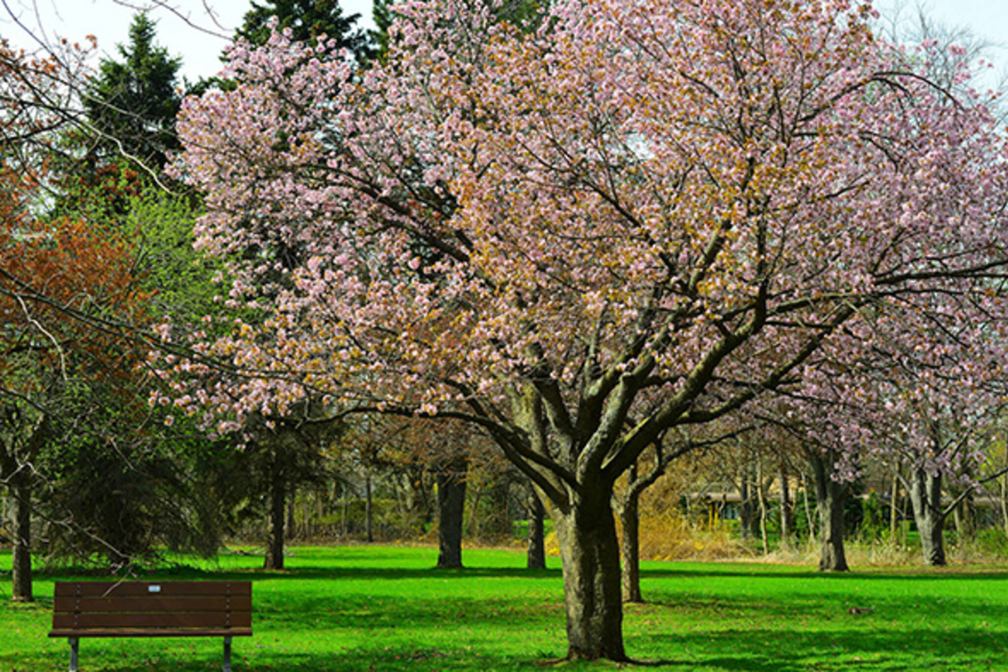 cherry blossom toronto 2014