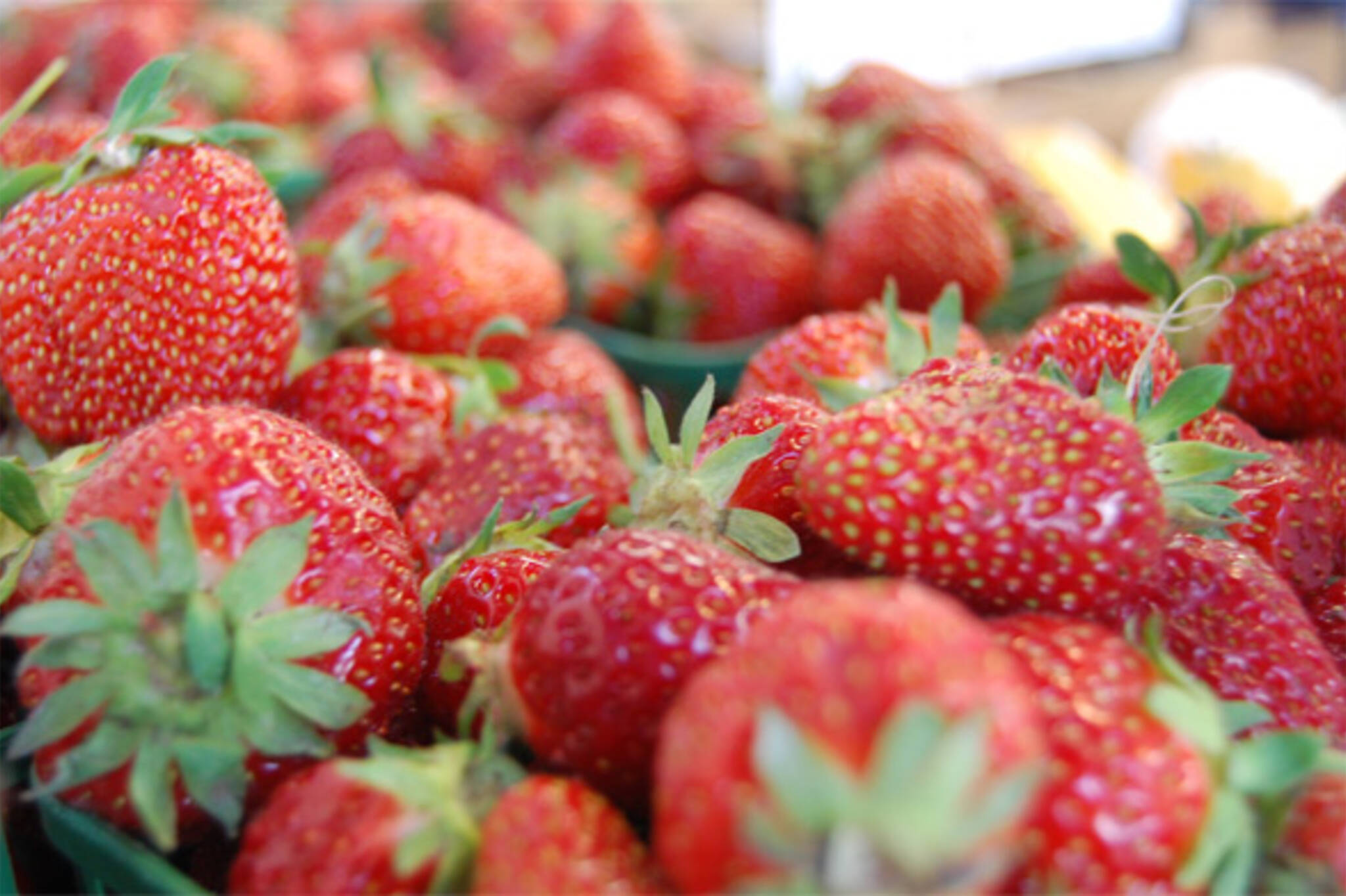 fresh strawberries toronto