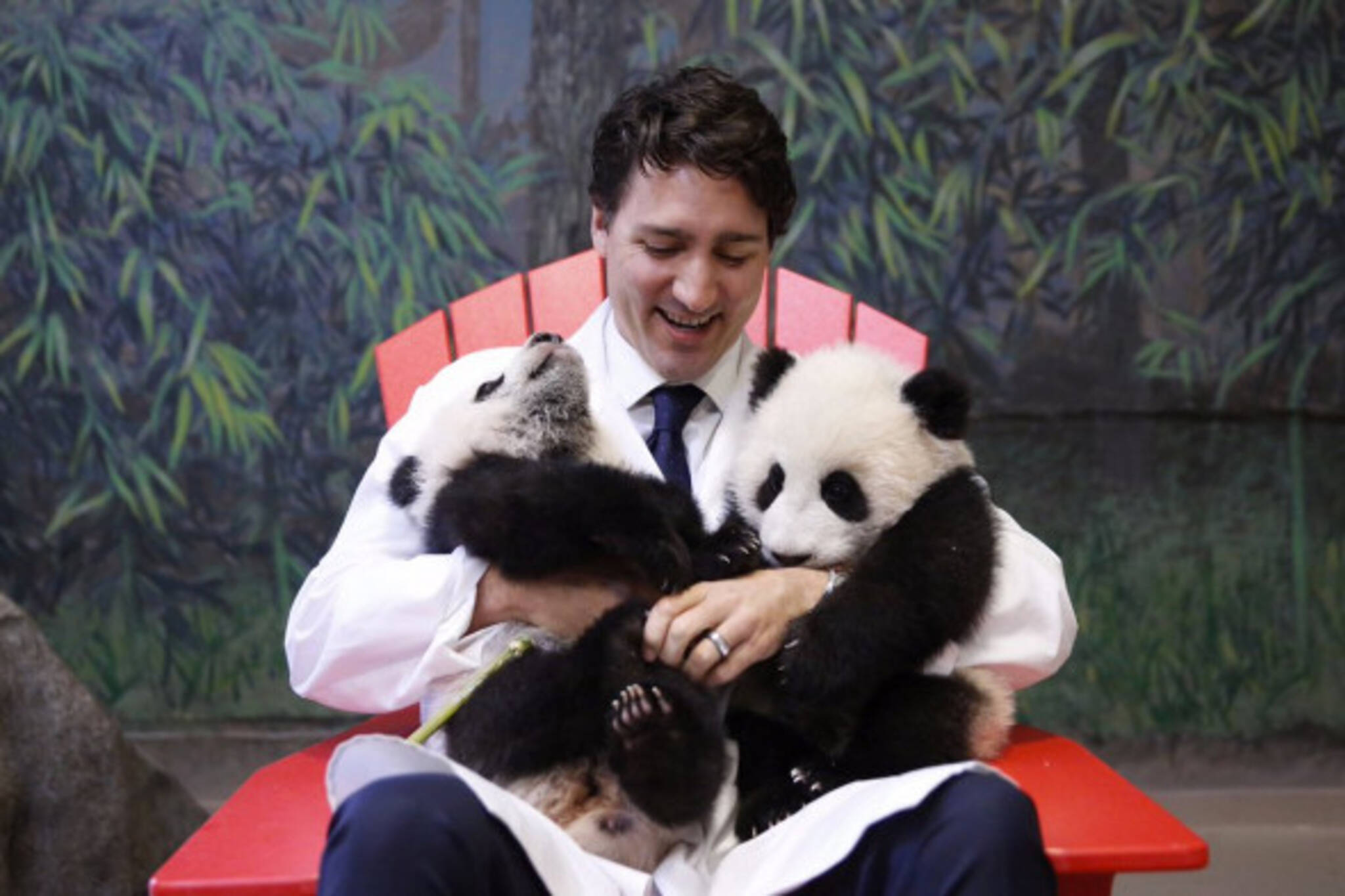 Justin Trudeau Panda