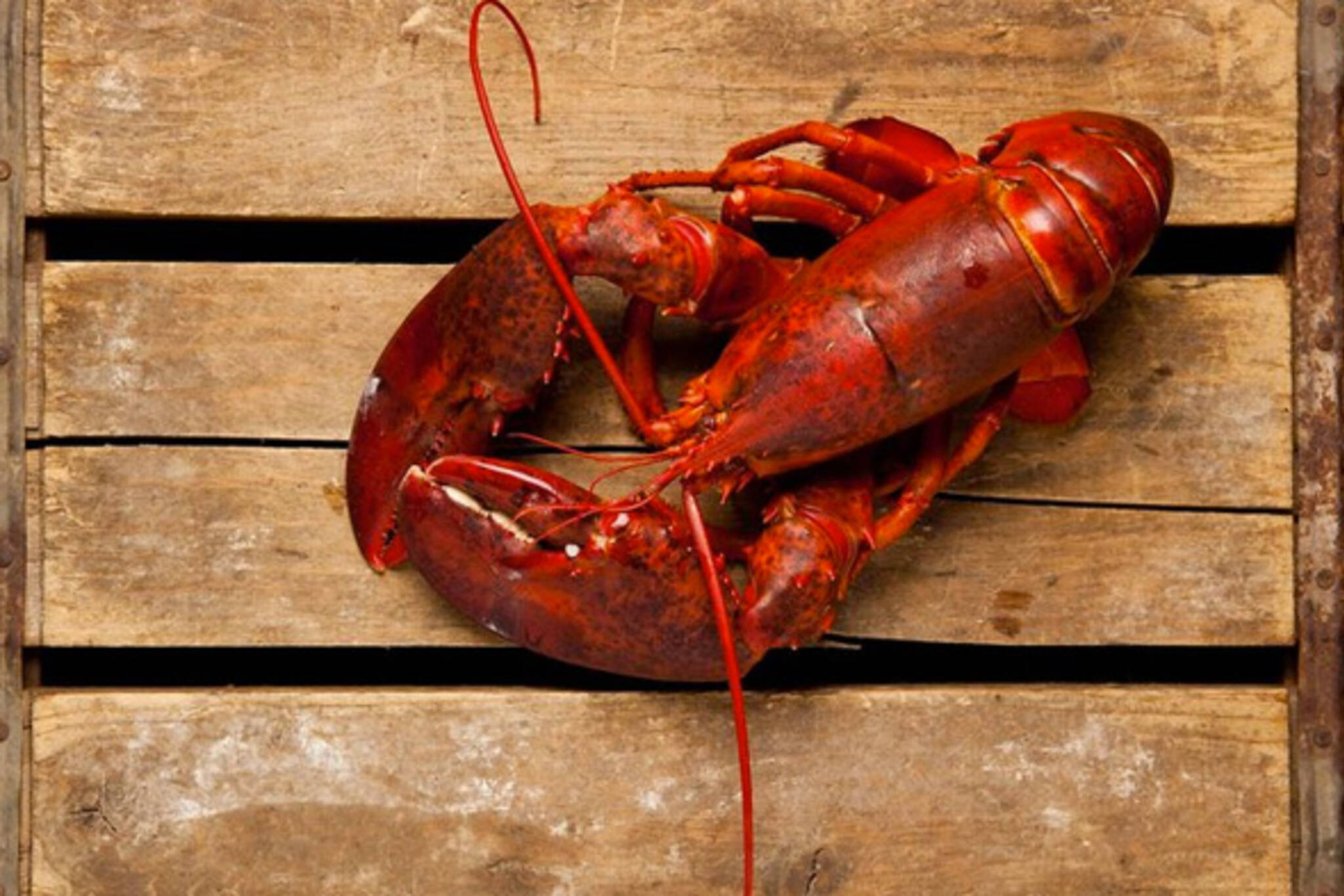 Lobster Fest Toronto