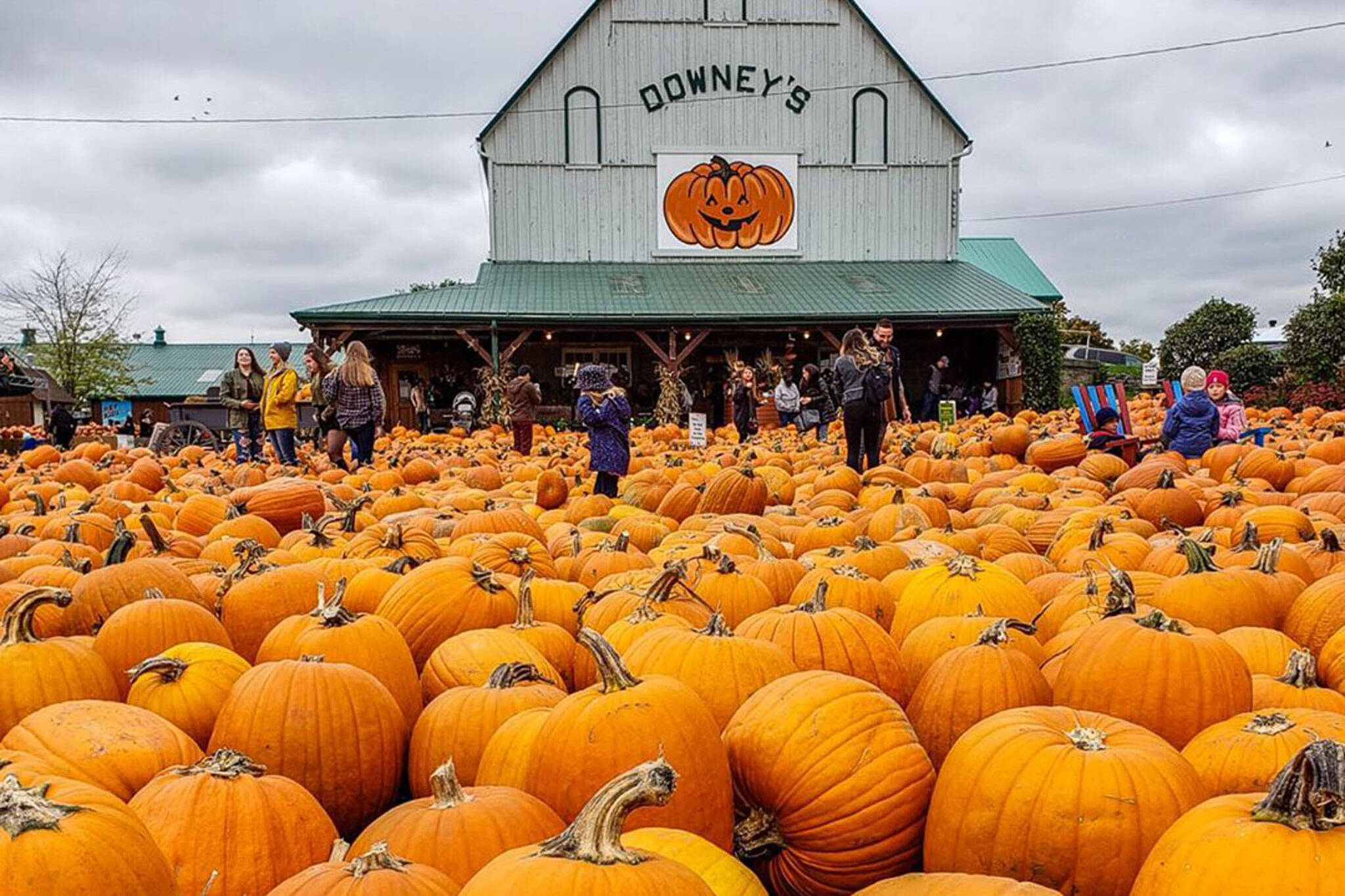 downeys pumpkin farm