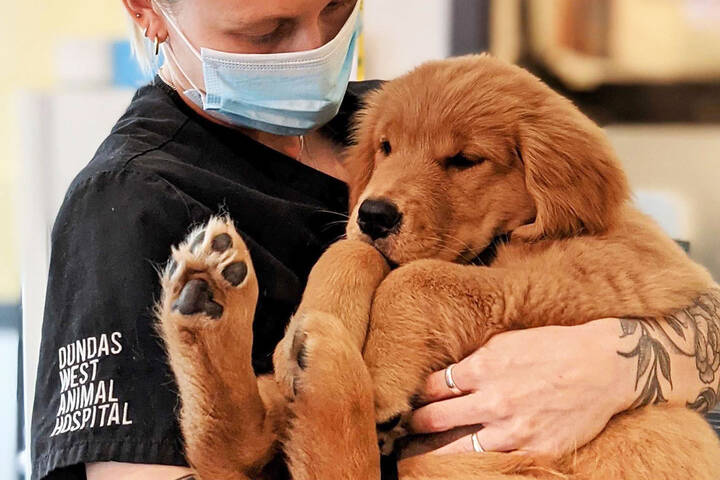 The Best Animal Hospitals in Toronto