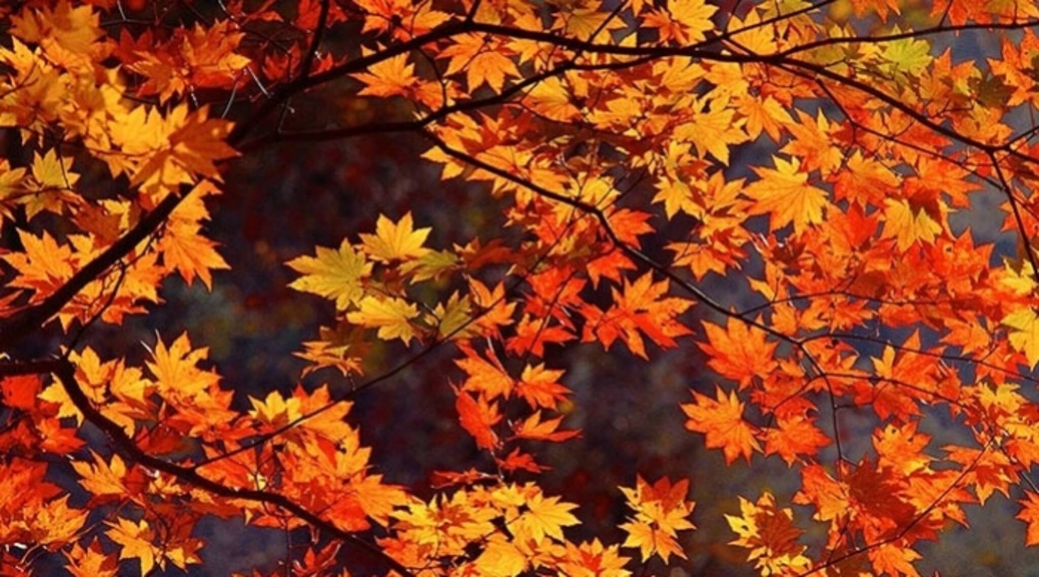 Fall отзывы. Обои осень. Фон осень. Обои на рабочий стол осень. Осенний листопад фон.