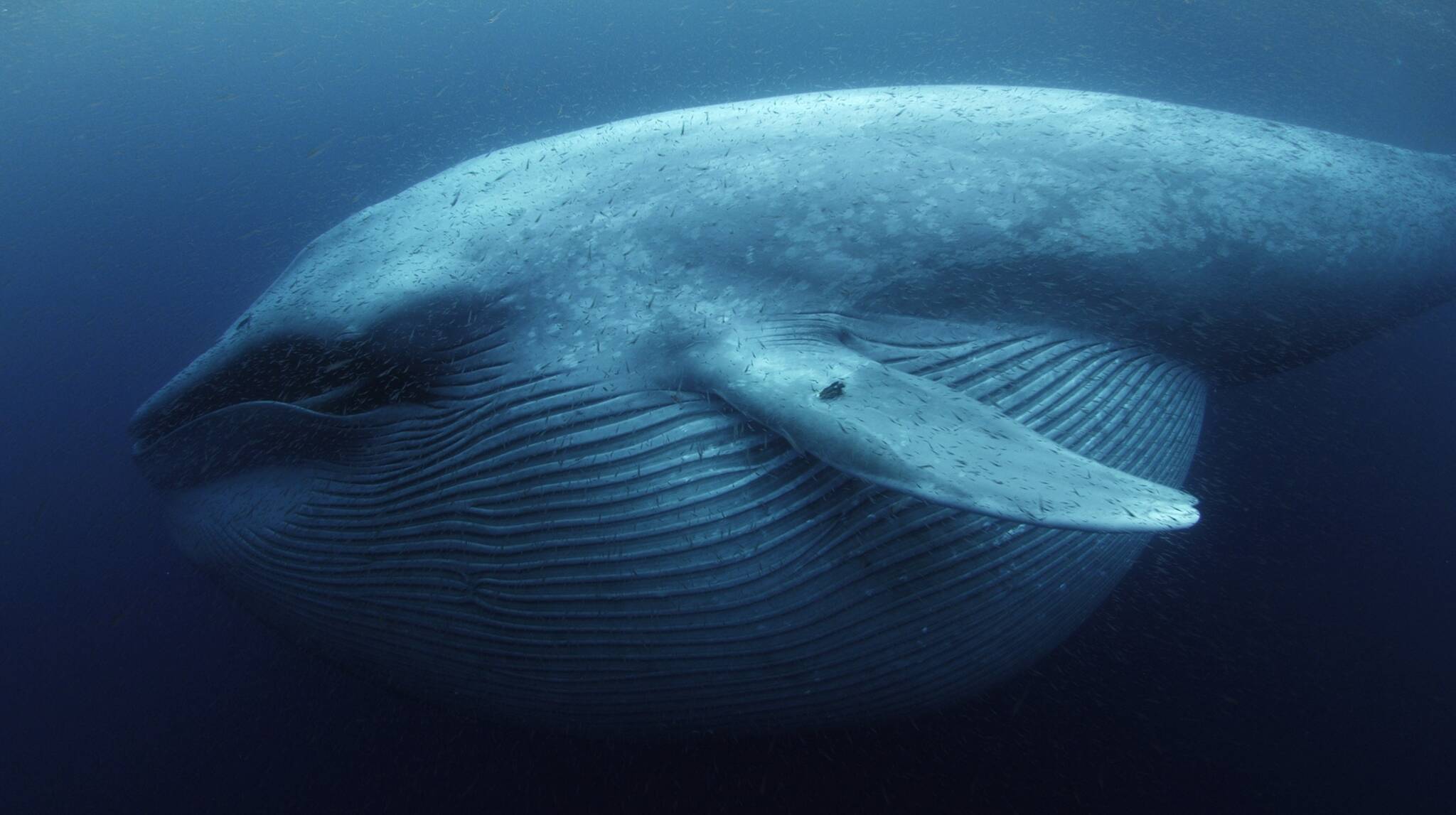 Самое крупное современное животное синий кит. Китовый ус синего кита. Кит и планктон. Синий кит National Geographic. Усатый кит.