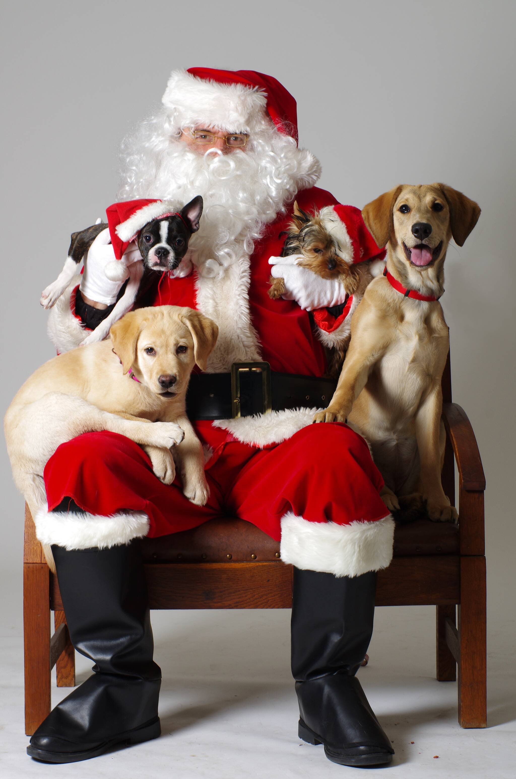 Pet Photos with Santa at Cosmopawlitan Toronto