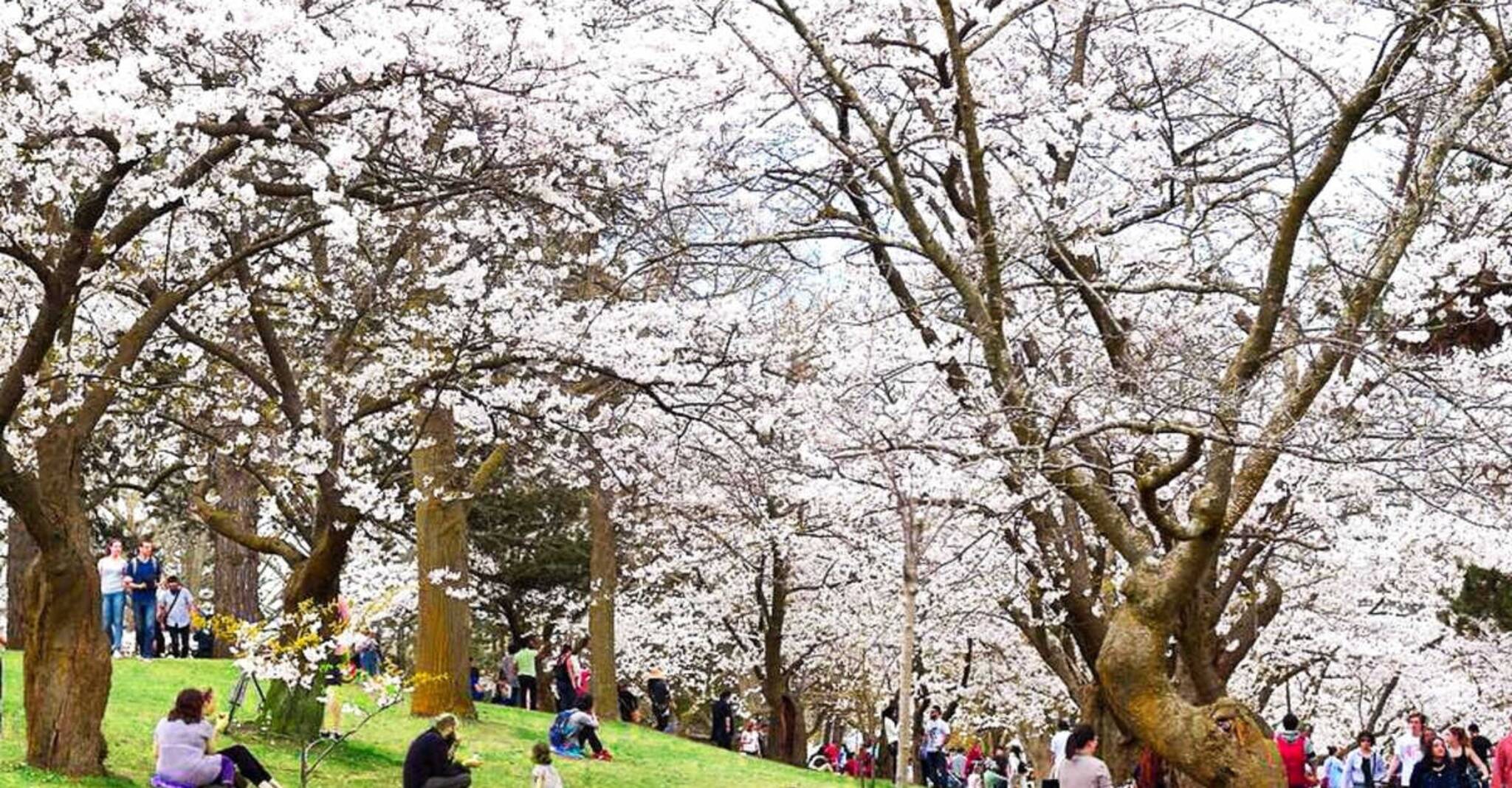 Cherry Blossom Picnic