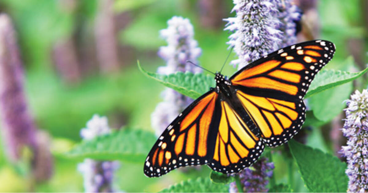Grow Milkweeds For Monarch Butterflies