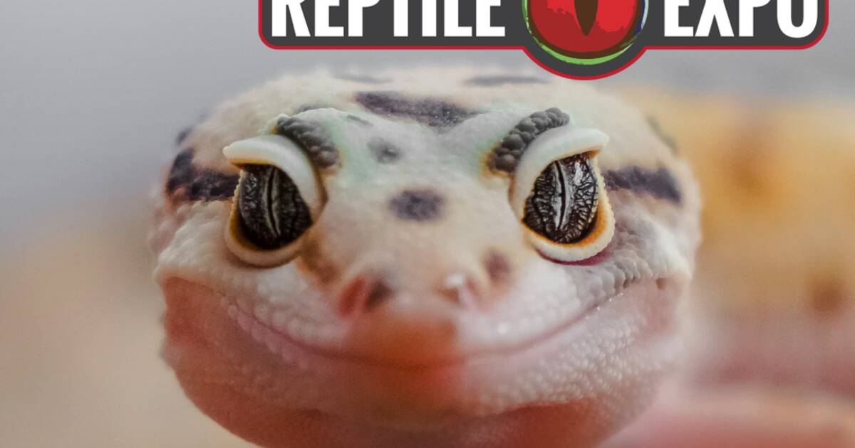 Toronto Reptile Expo August 22
